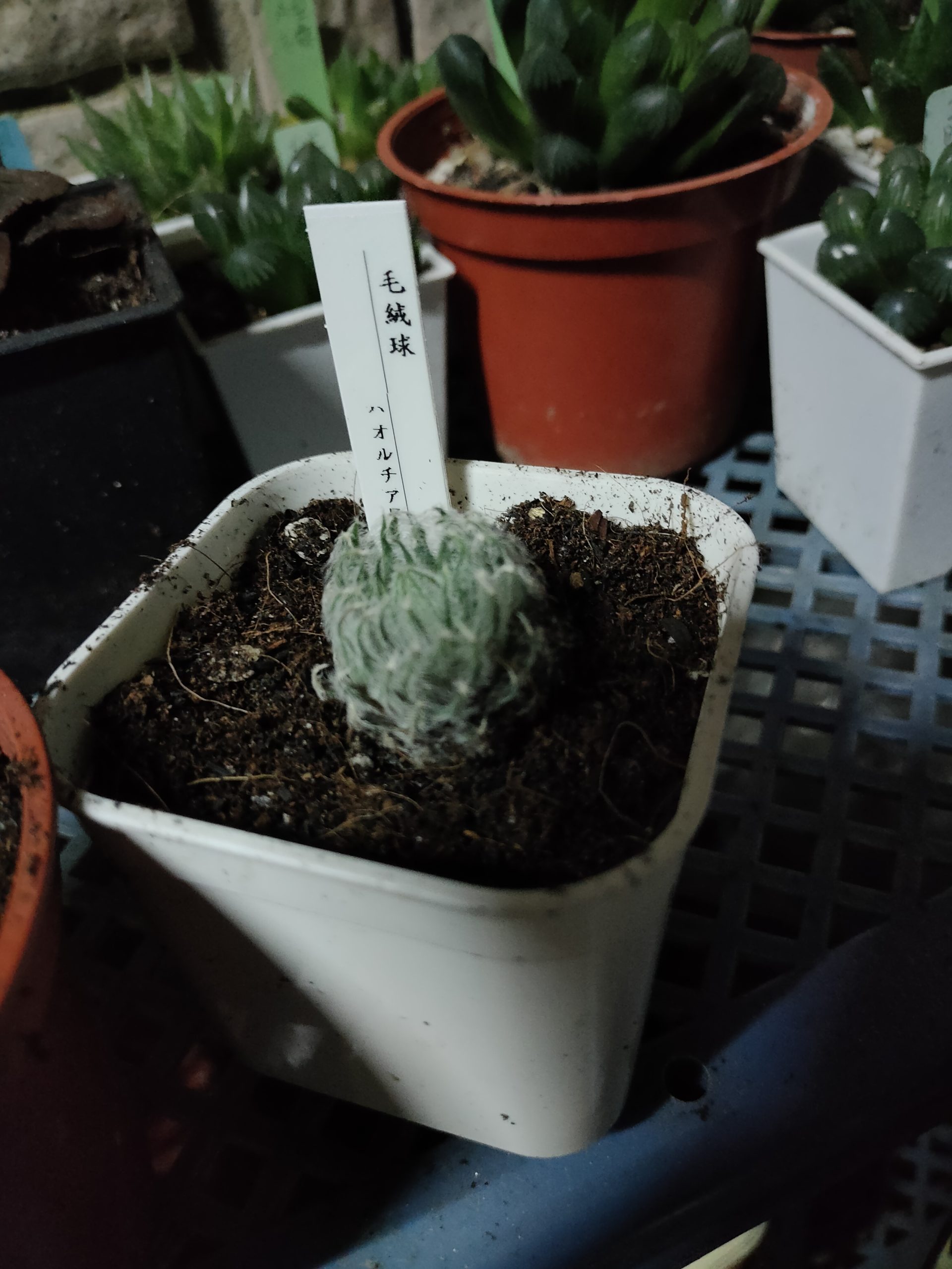 毛絨球