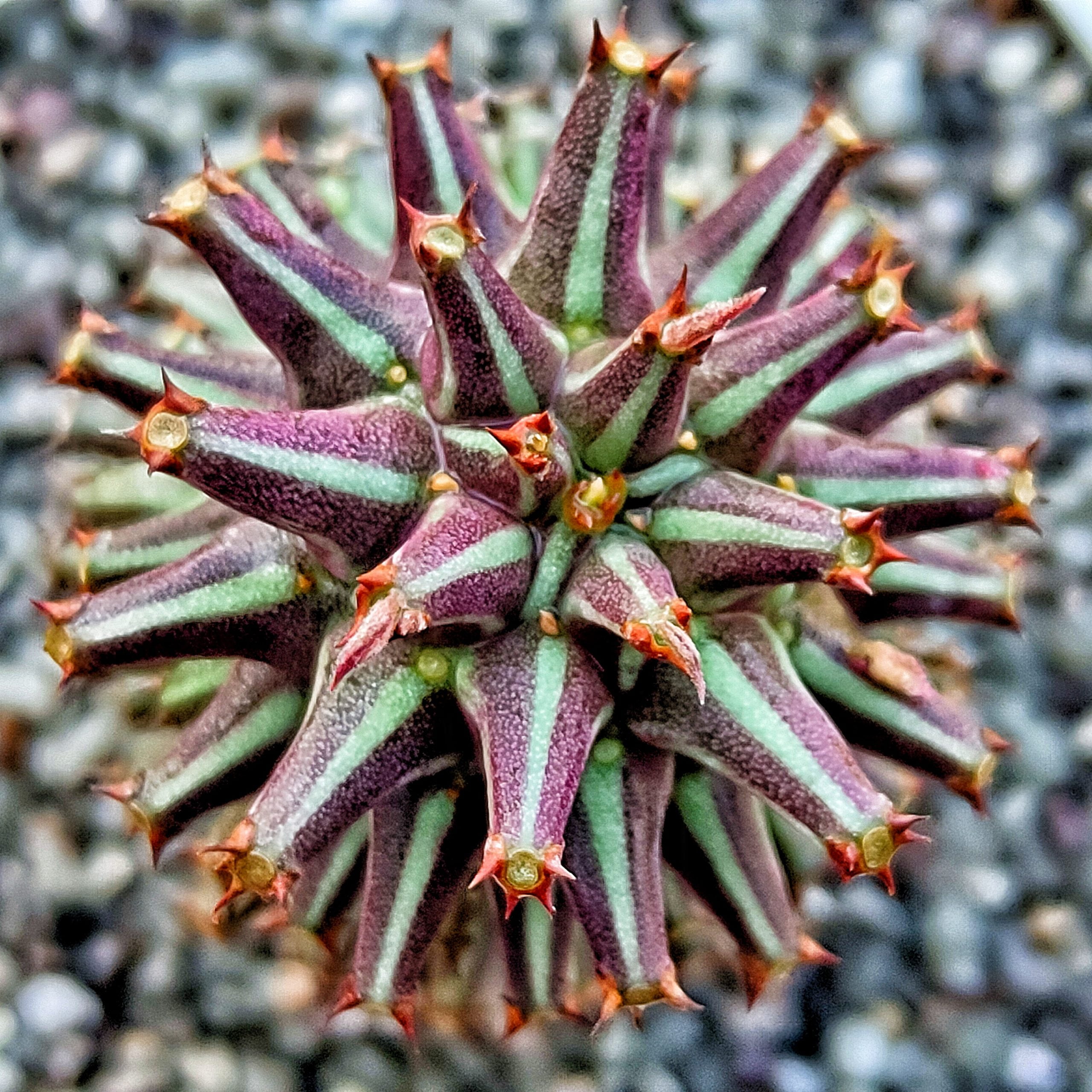 坦桑尼亞紅交種