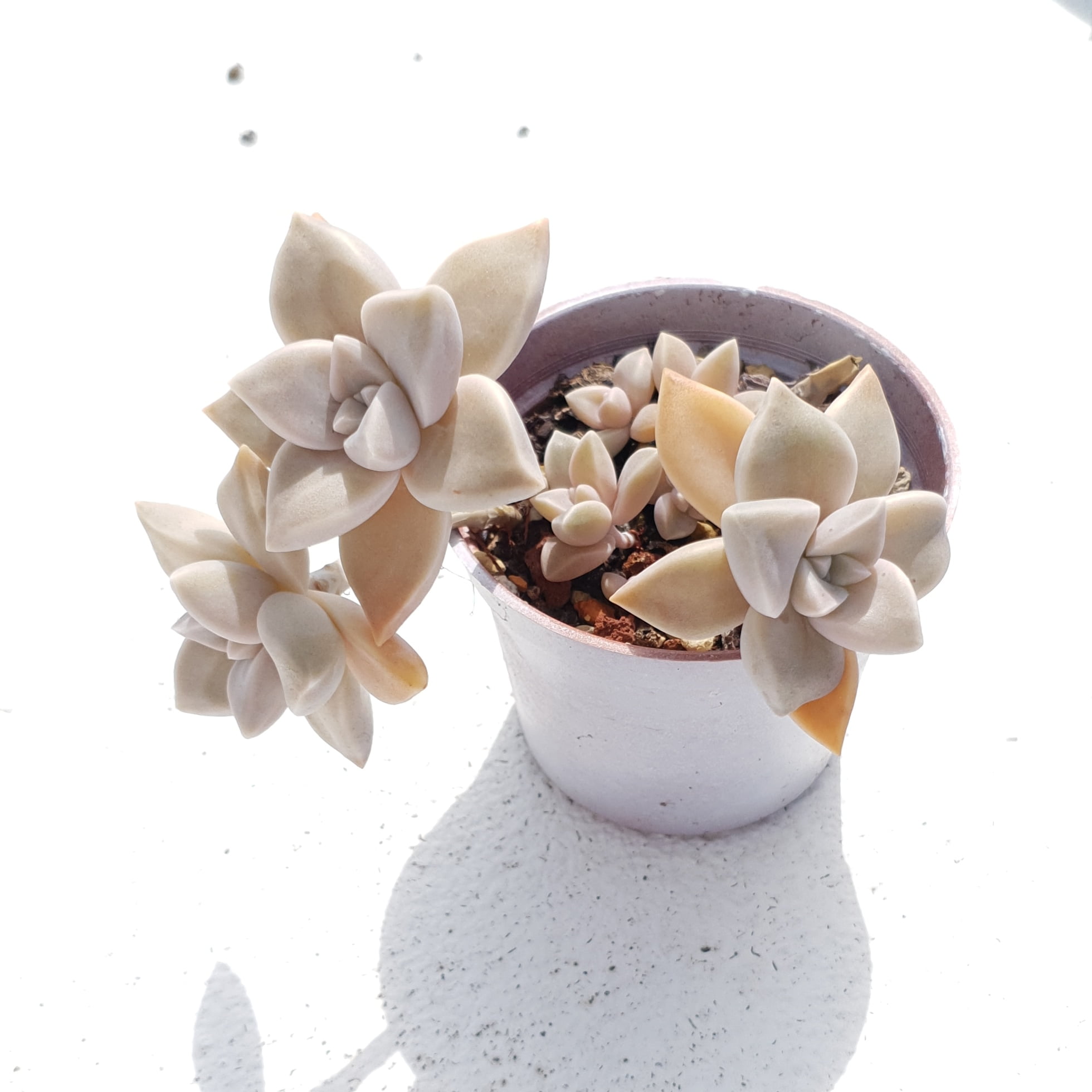 隴月石蓮花