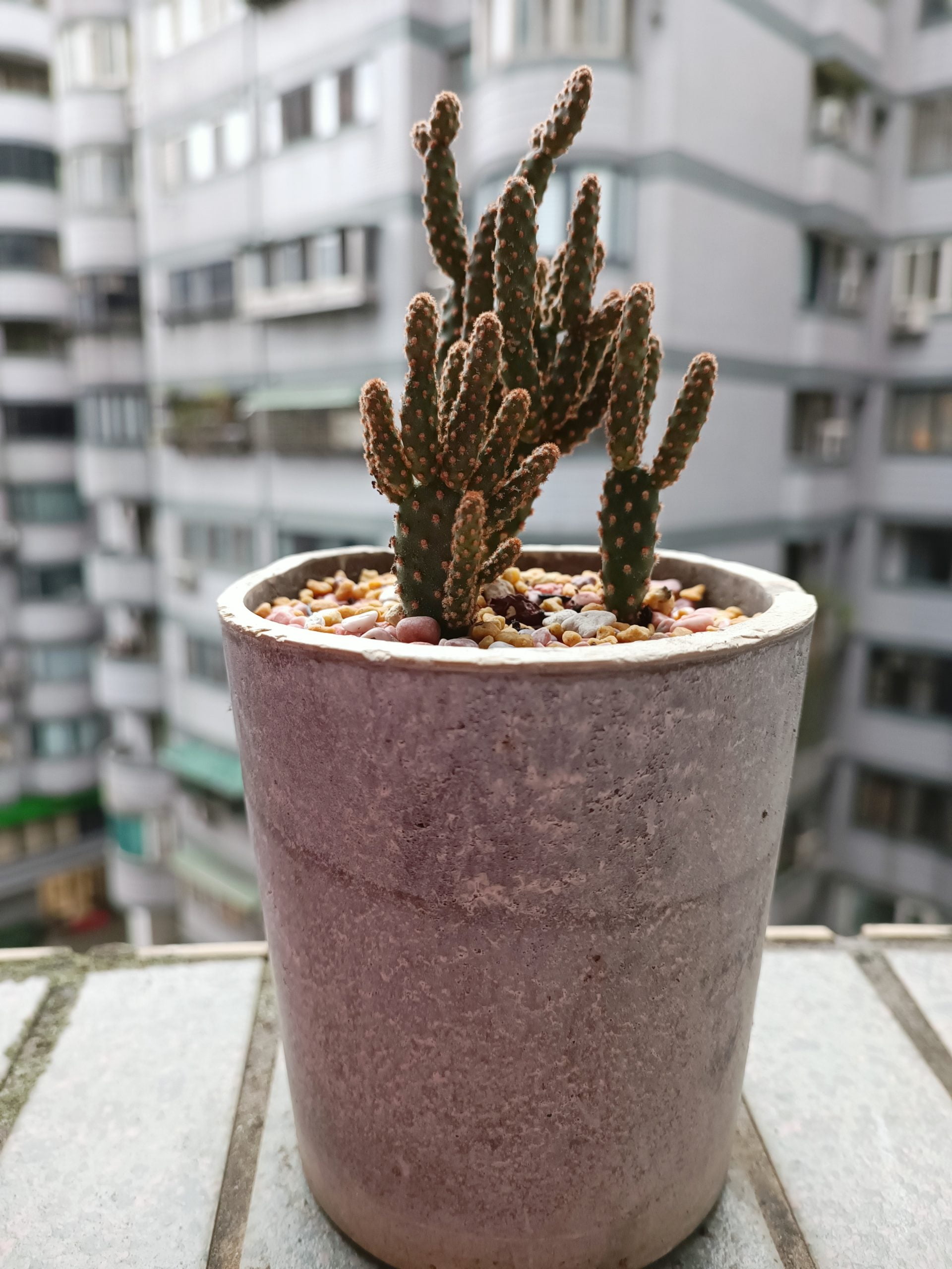 赤烏帽子