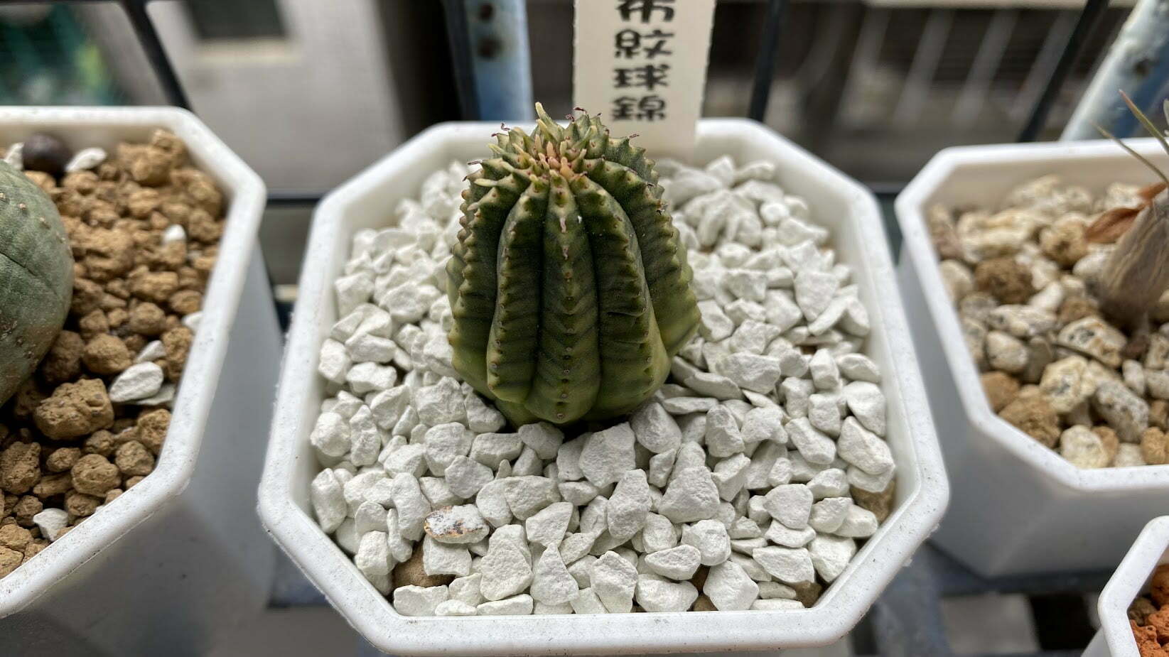 布紋球錦