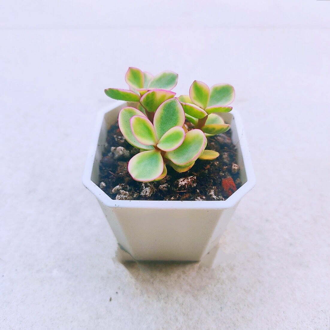 雅樂之舞