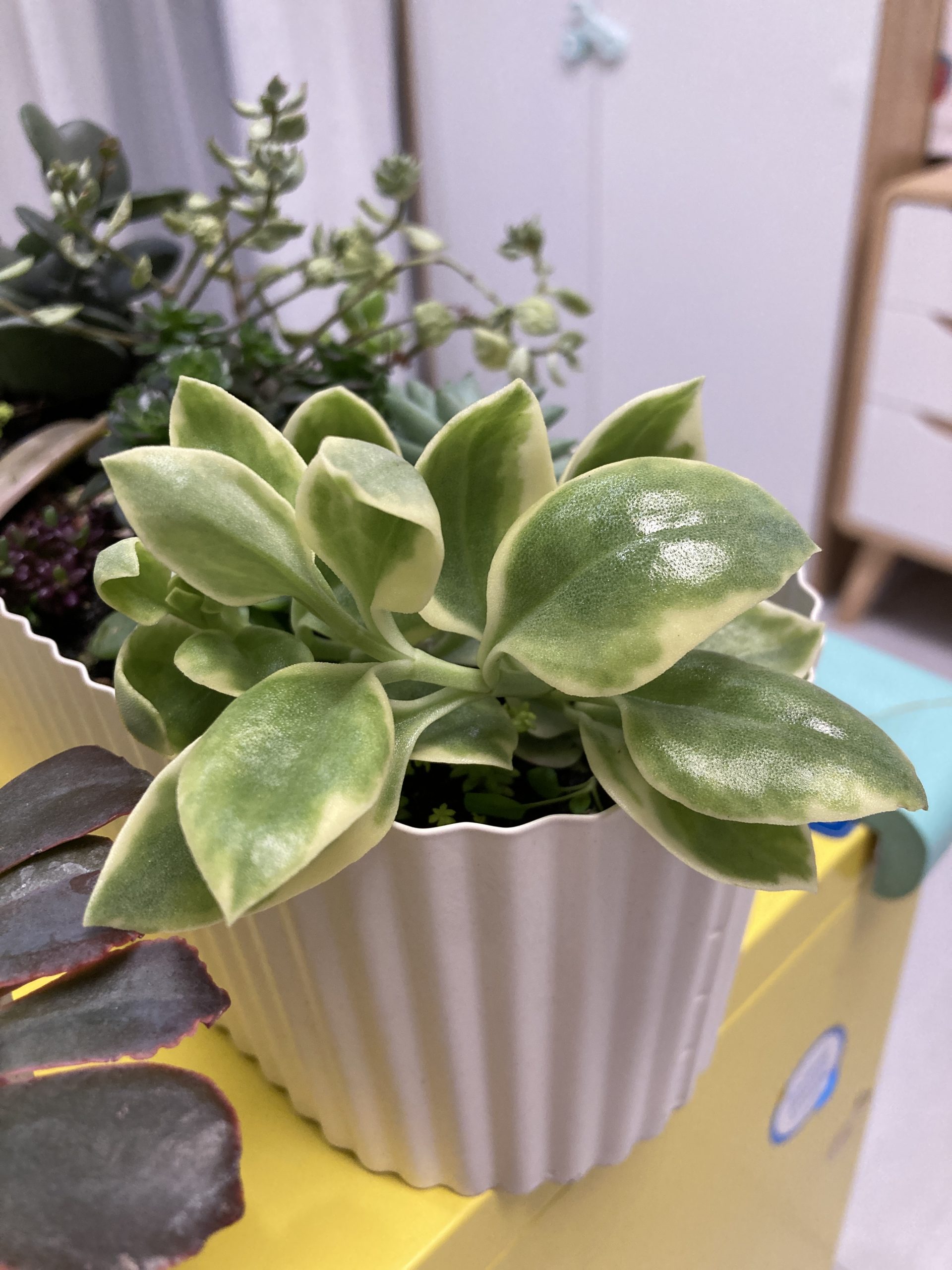 心葉冰花錦