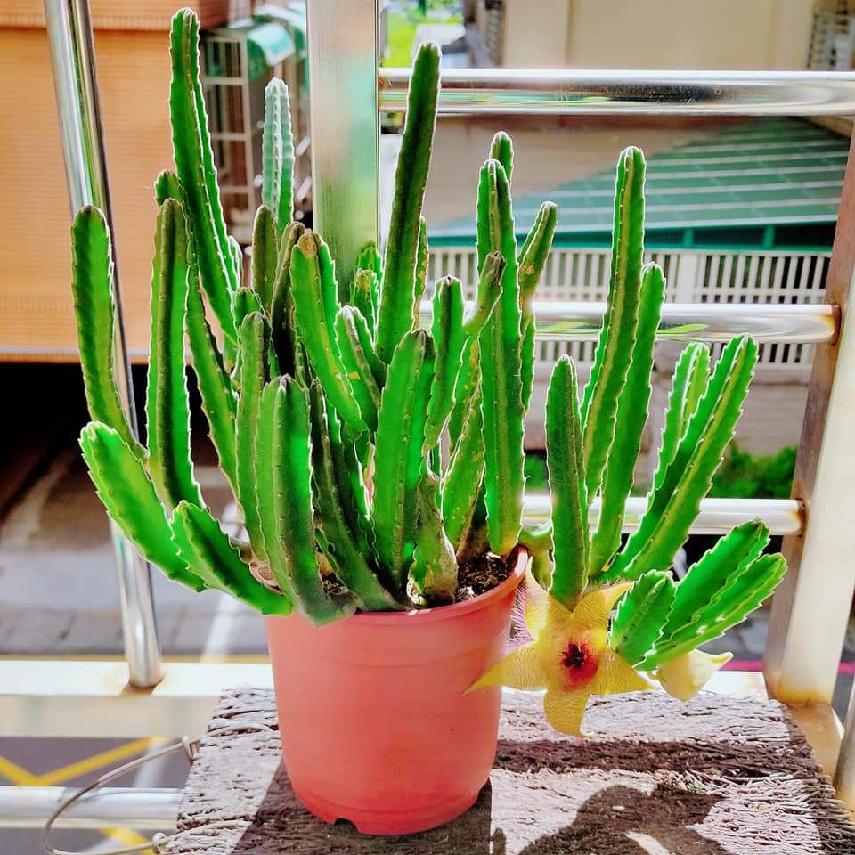 小花犀角