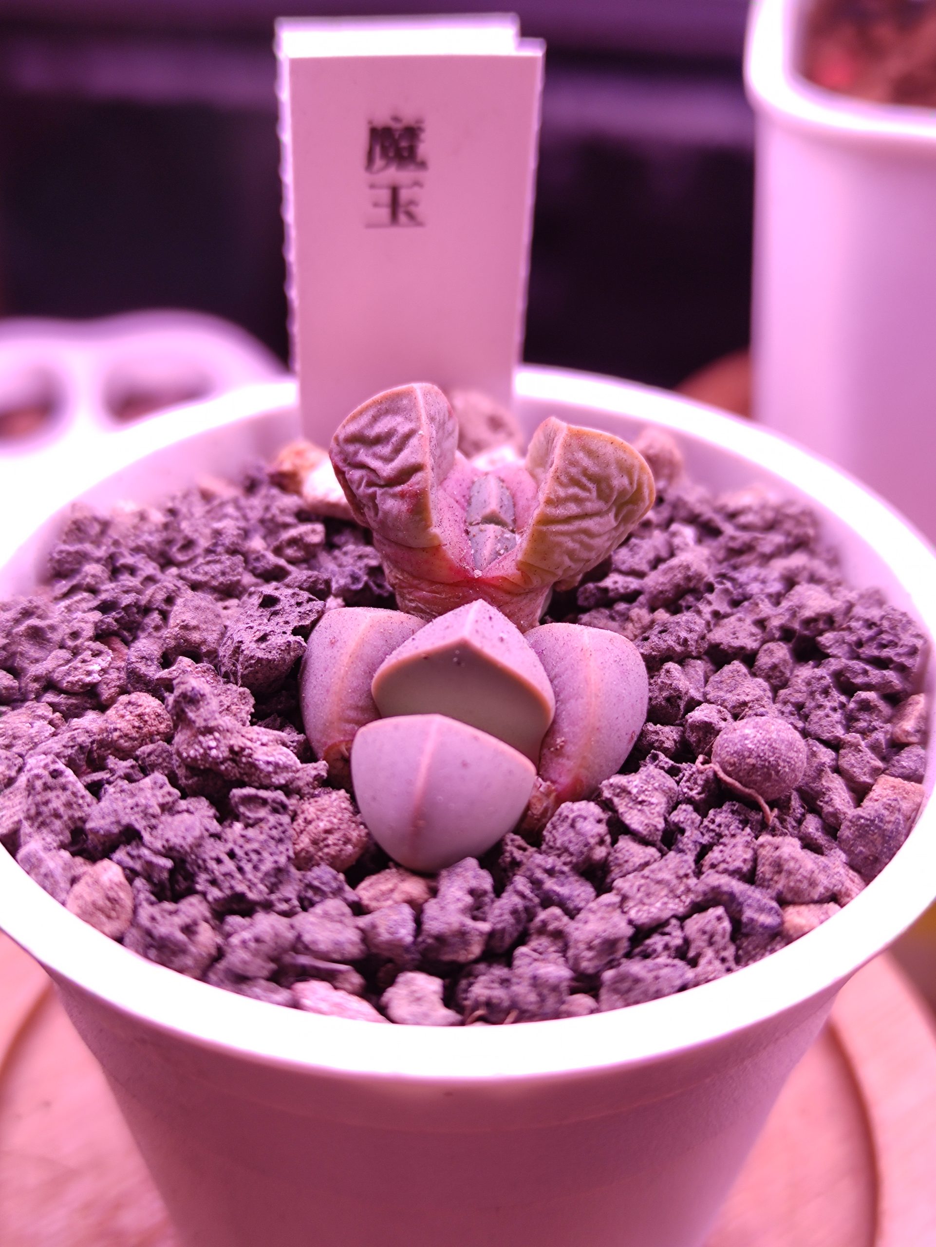 魔玉