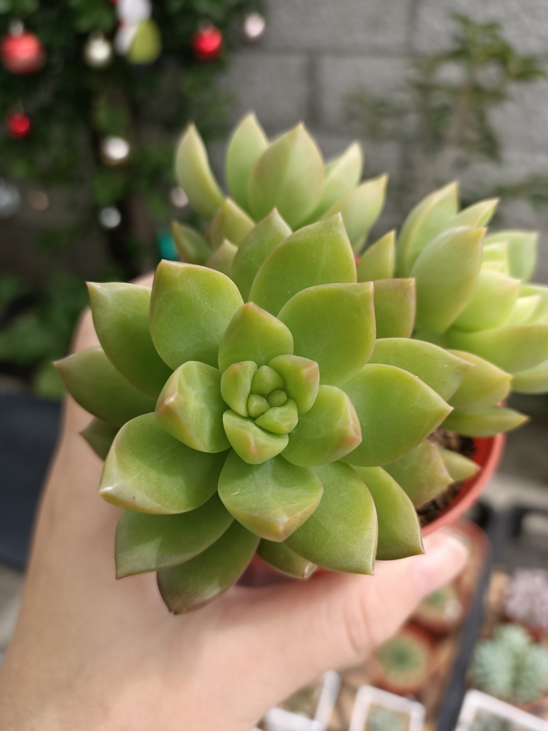 黃麗