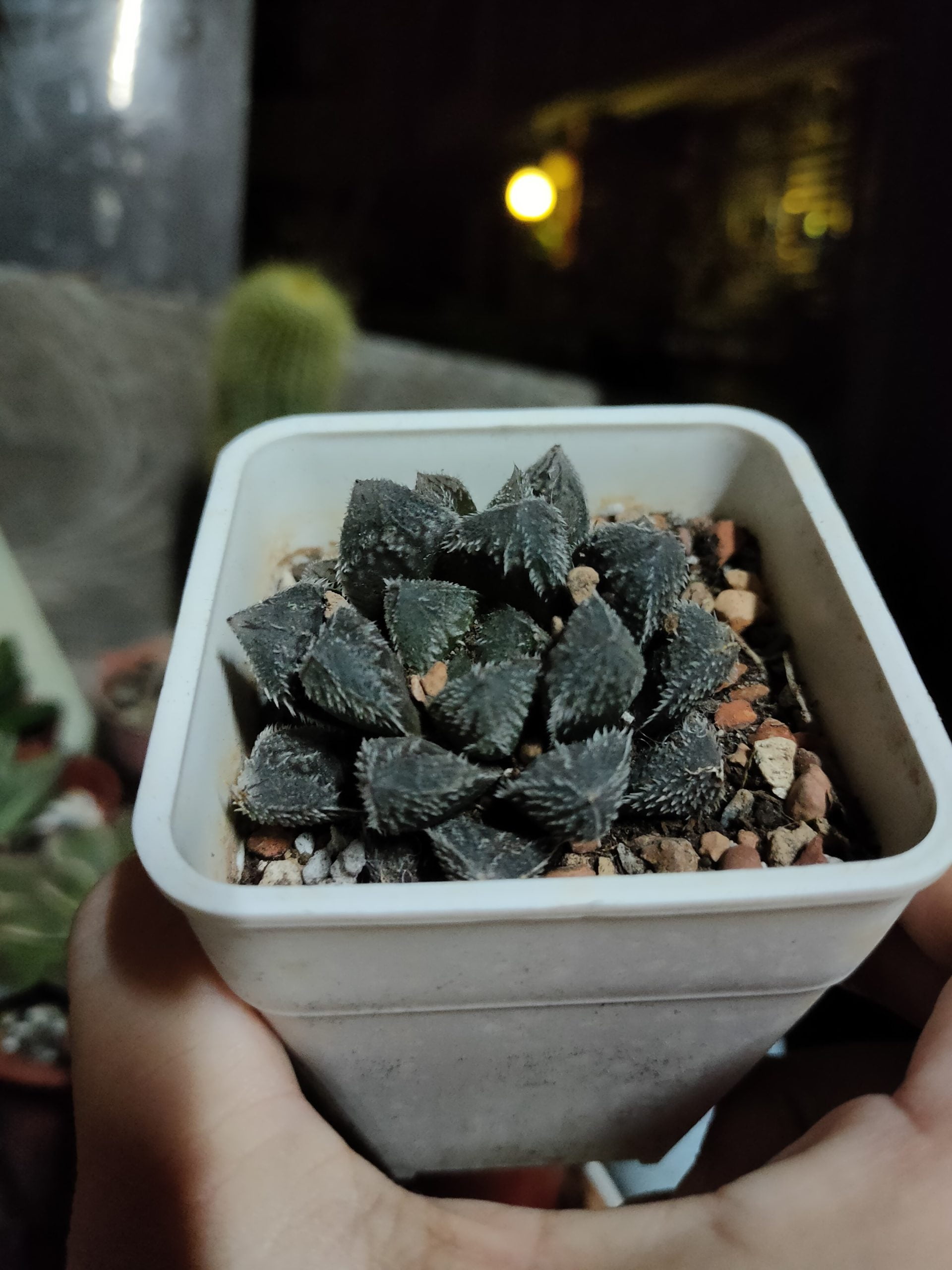 狼蛛玉露