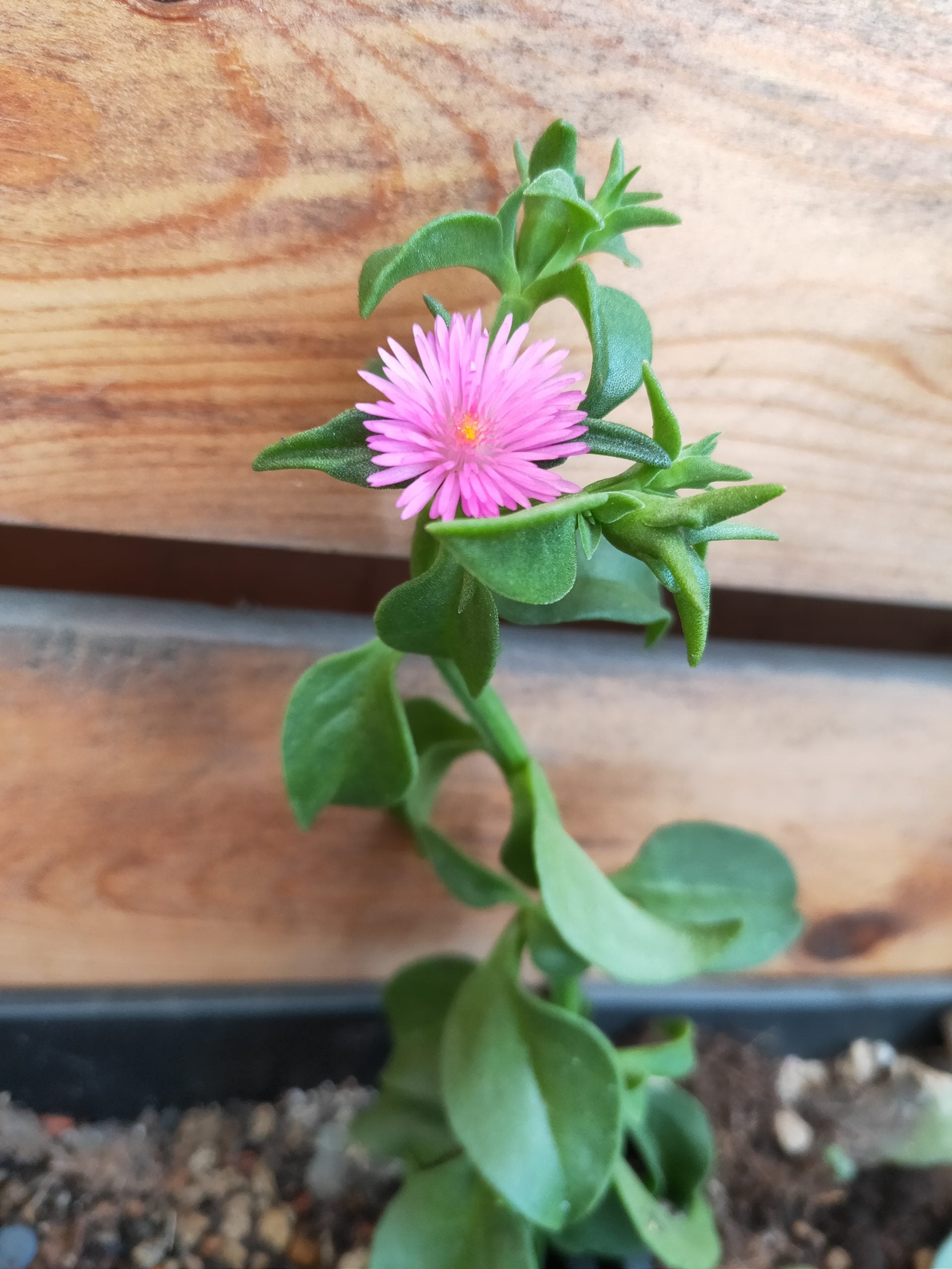 太陽玫瑰