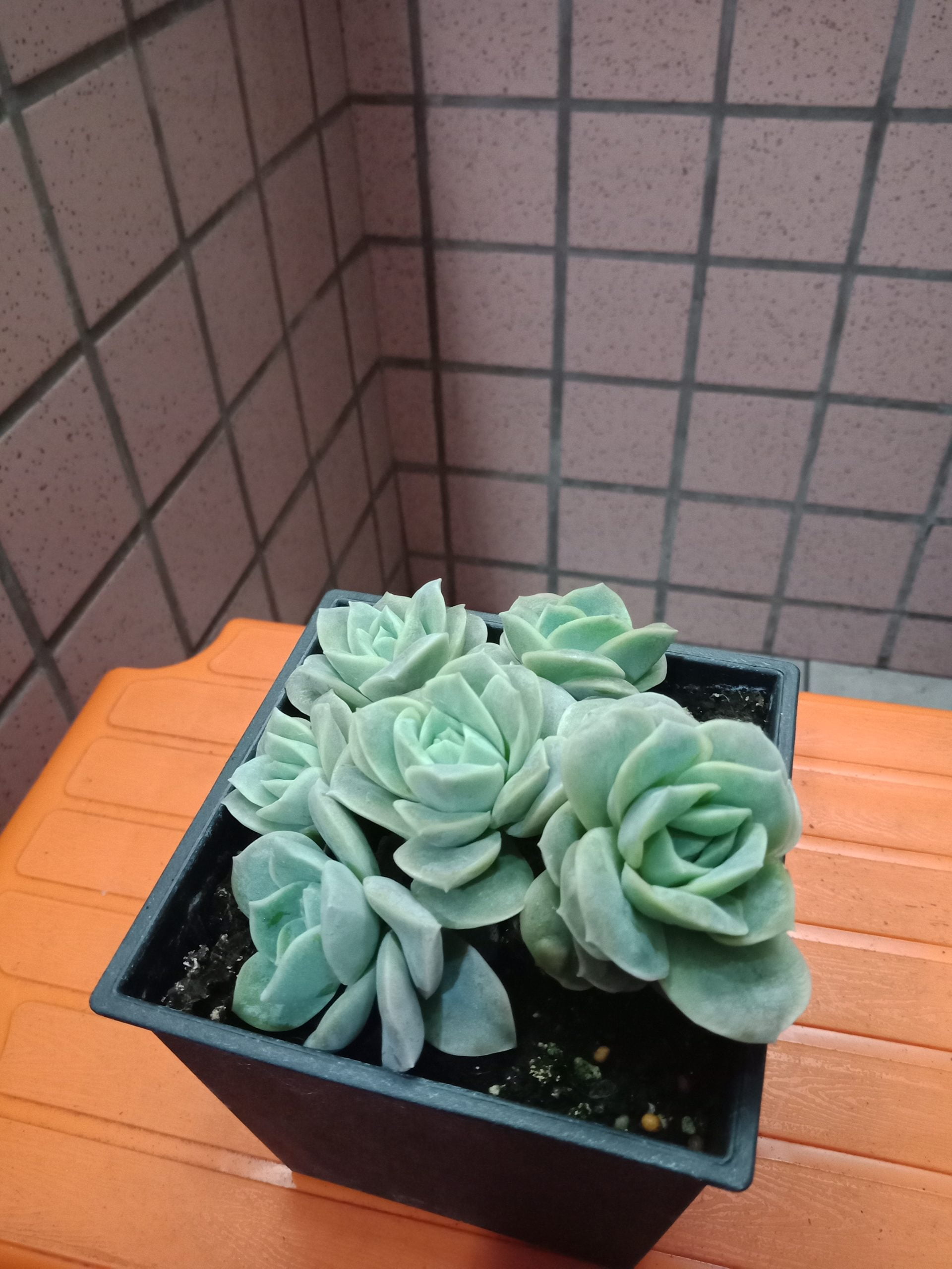 可愛玫瑰