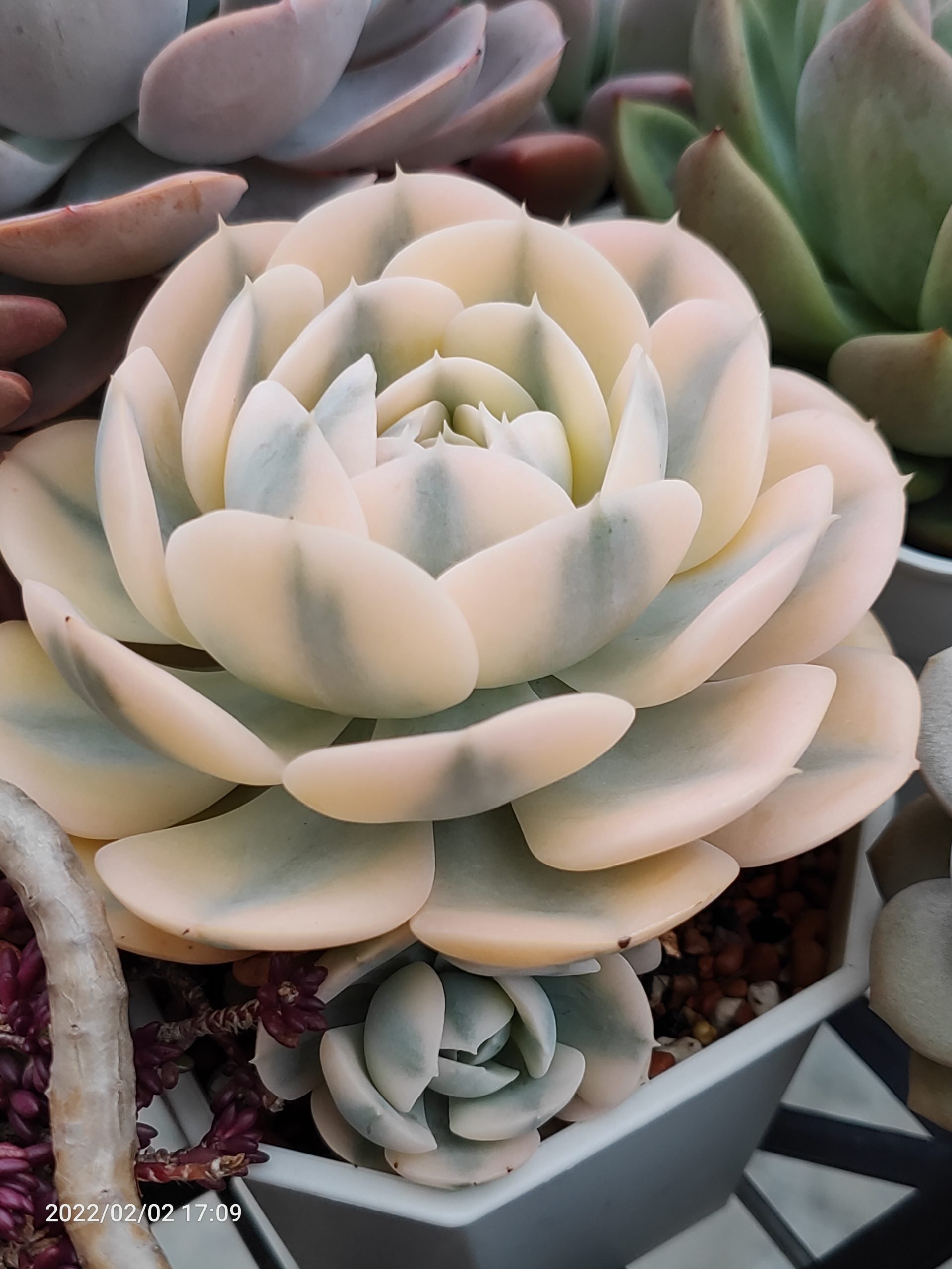赤星玫瑰錦