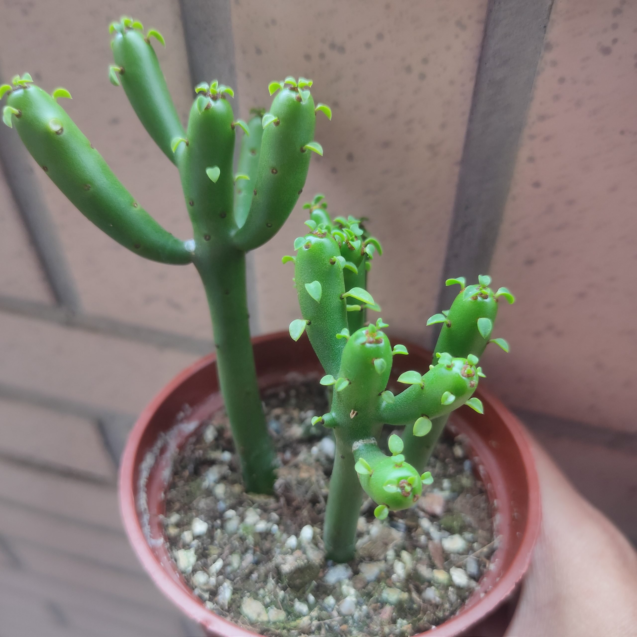 珊瑚大戟