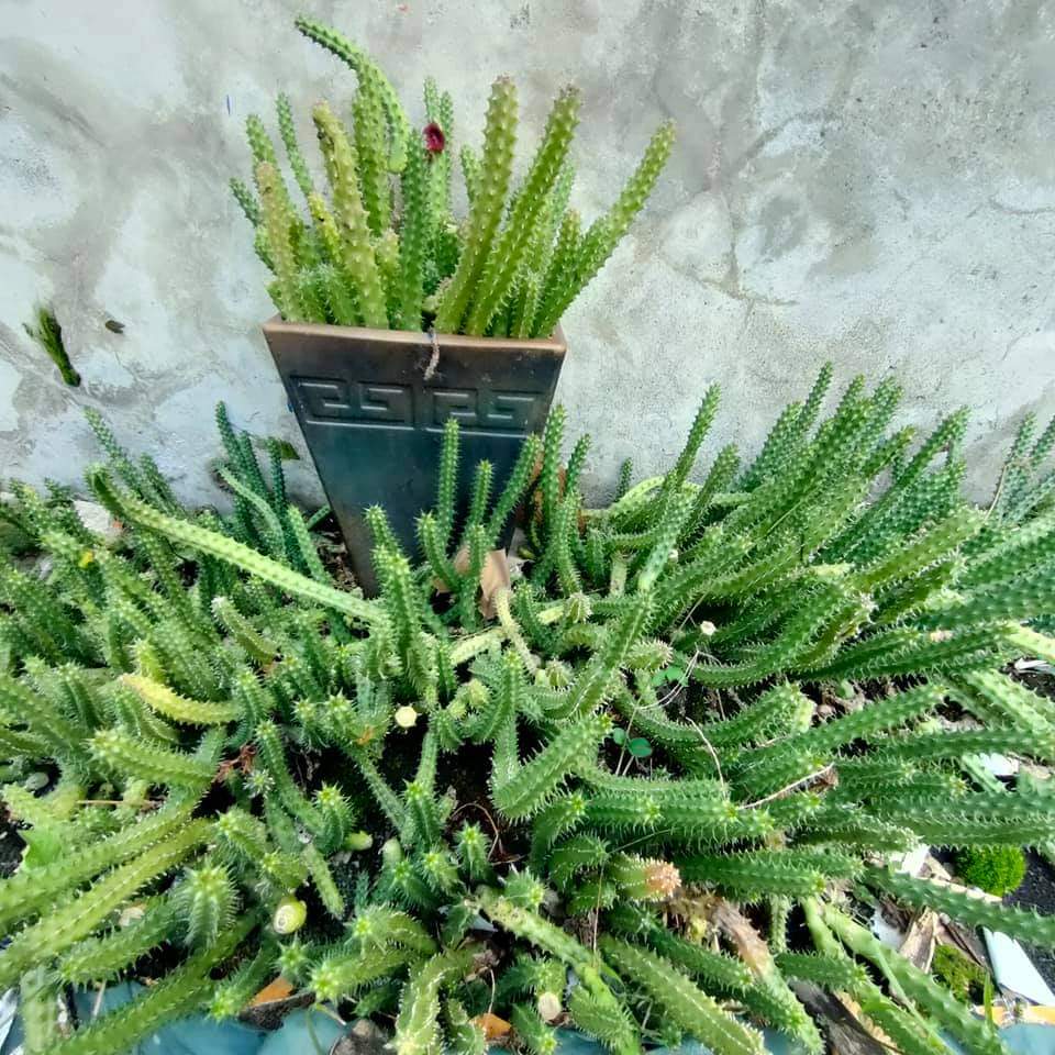 龍角