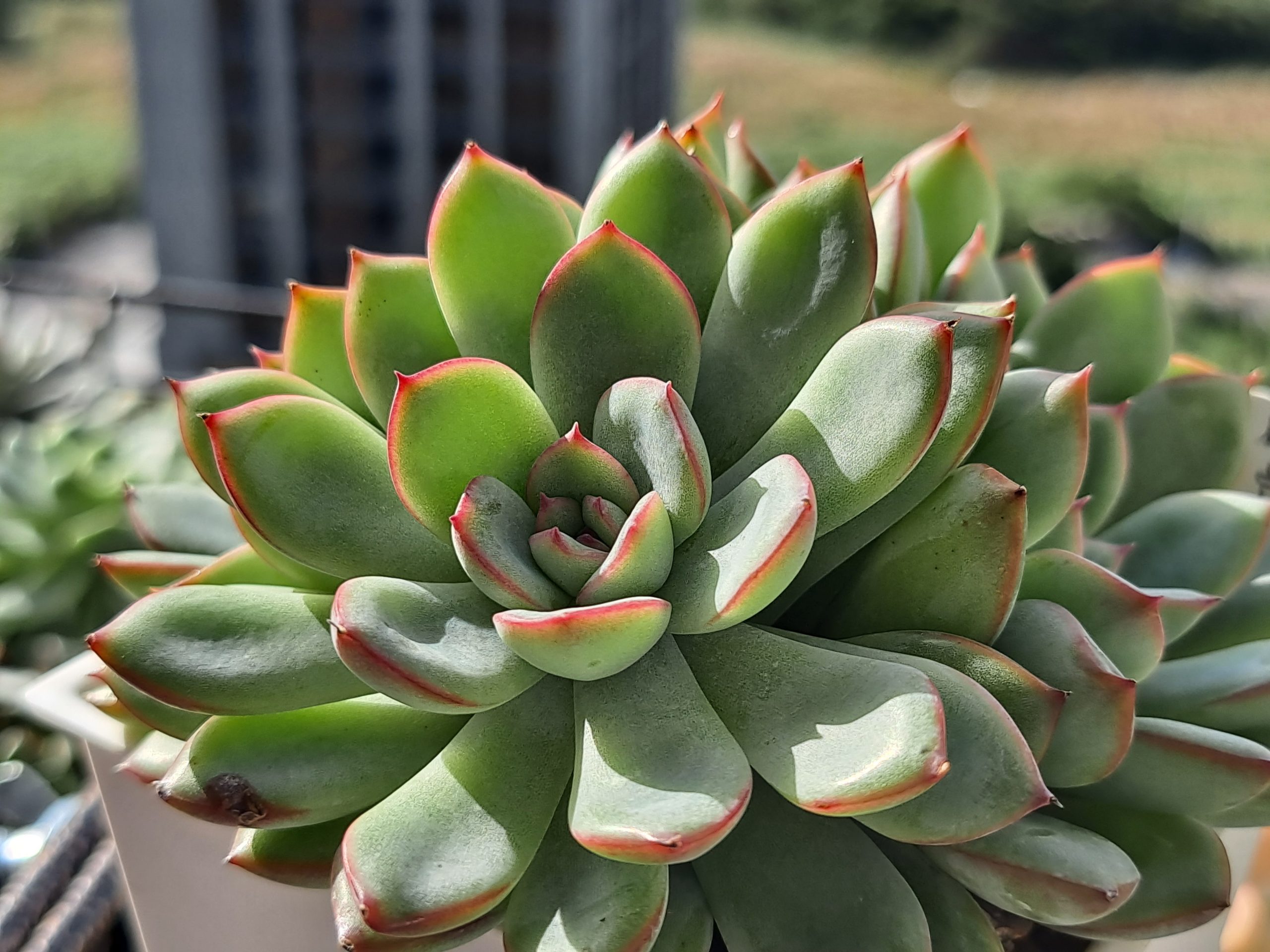 雨燕座