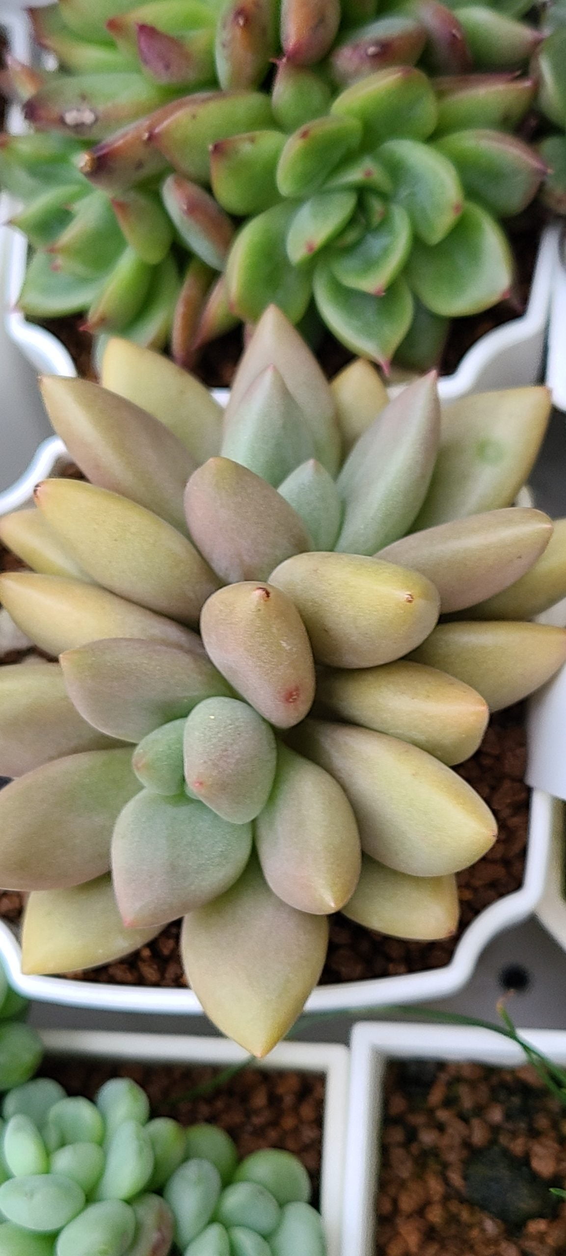 桃花源