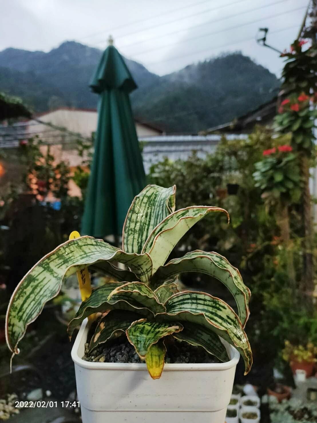 埃及豔后