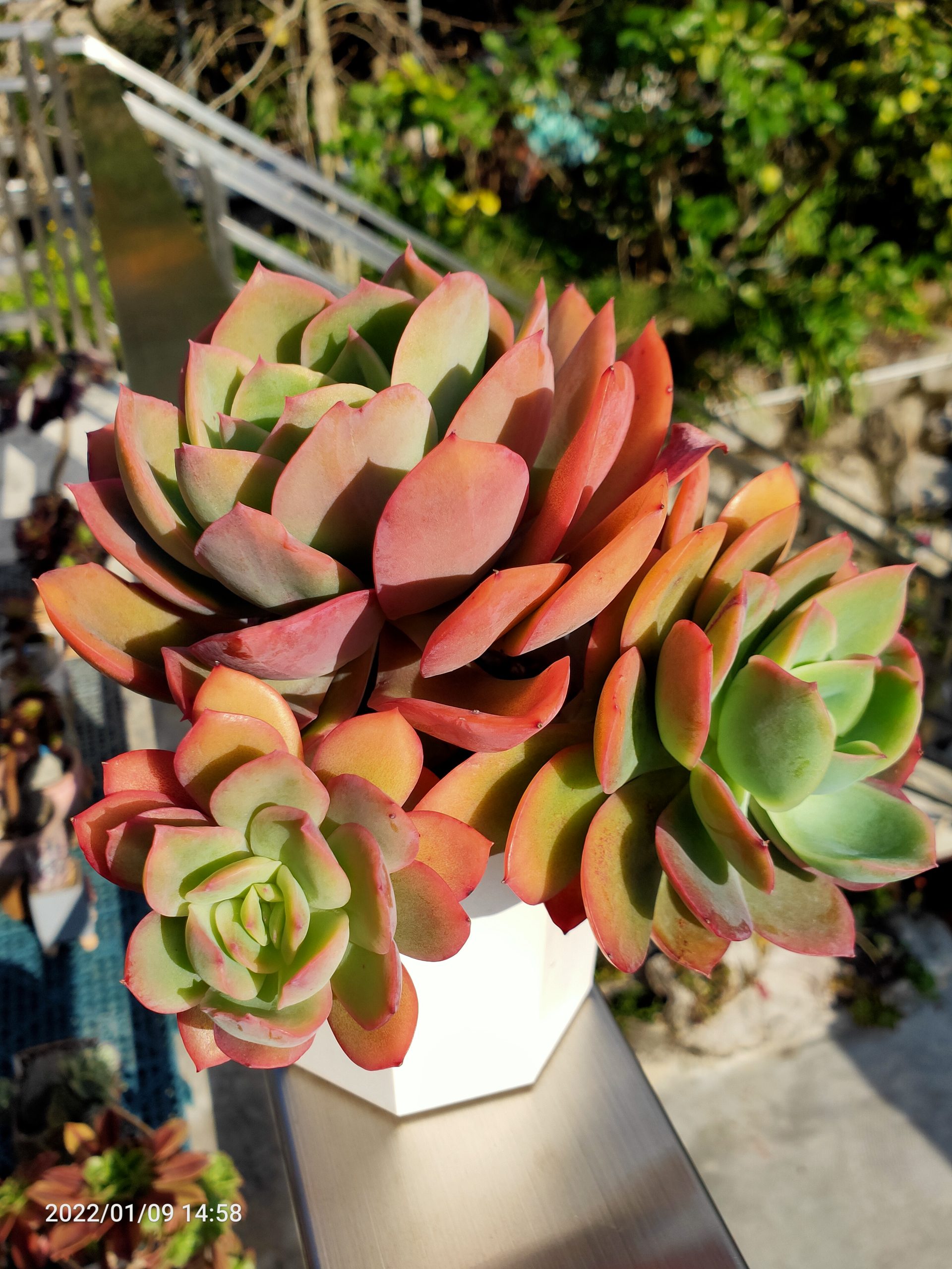 羅綺