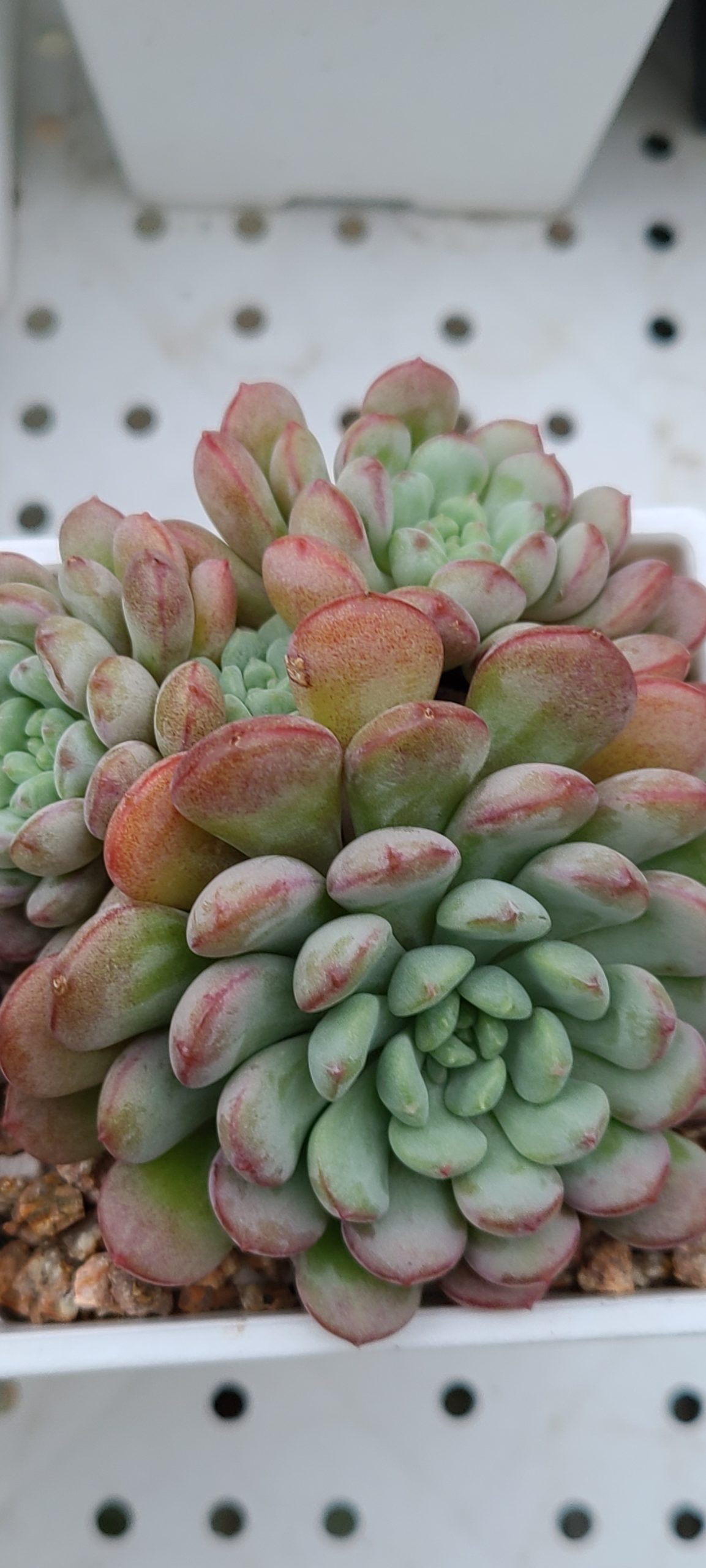小紅蛋