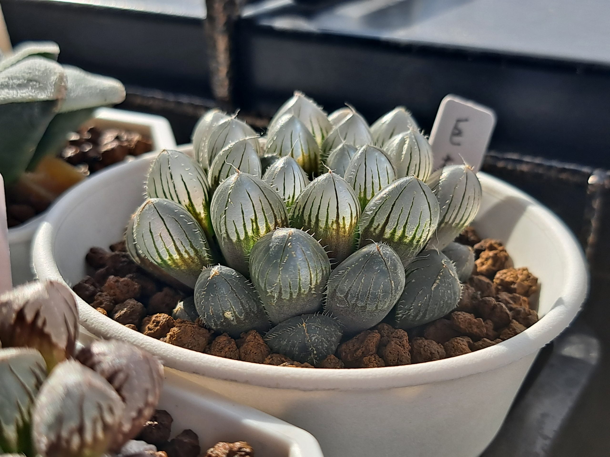 巨大赤線