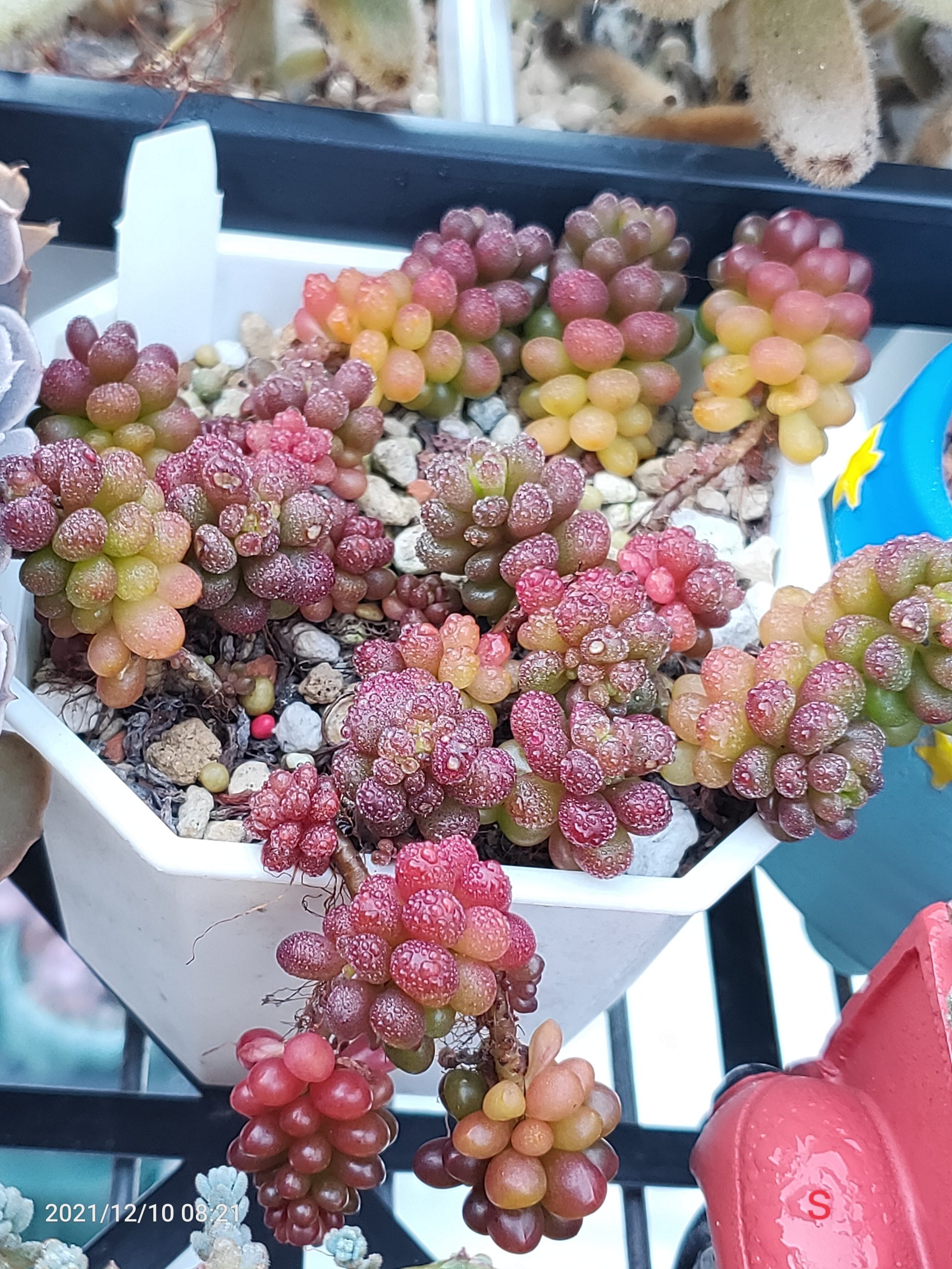 小紅莓