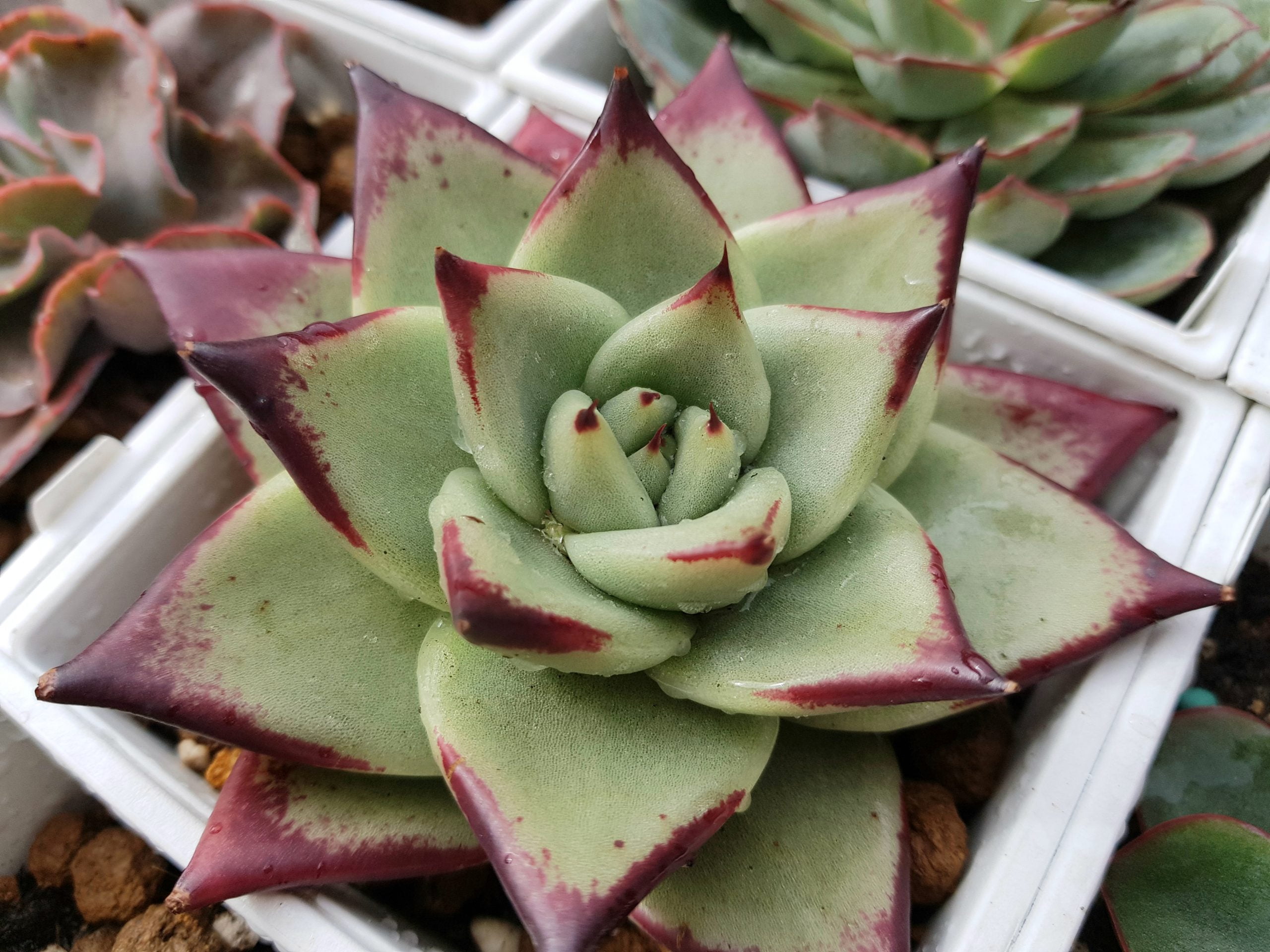 紅寬烏木