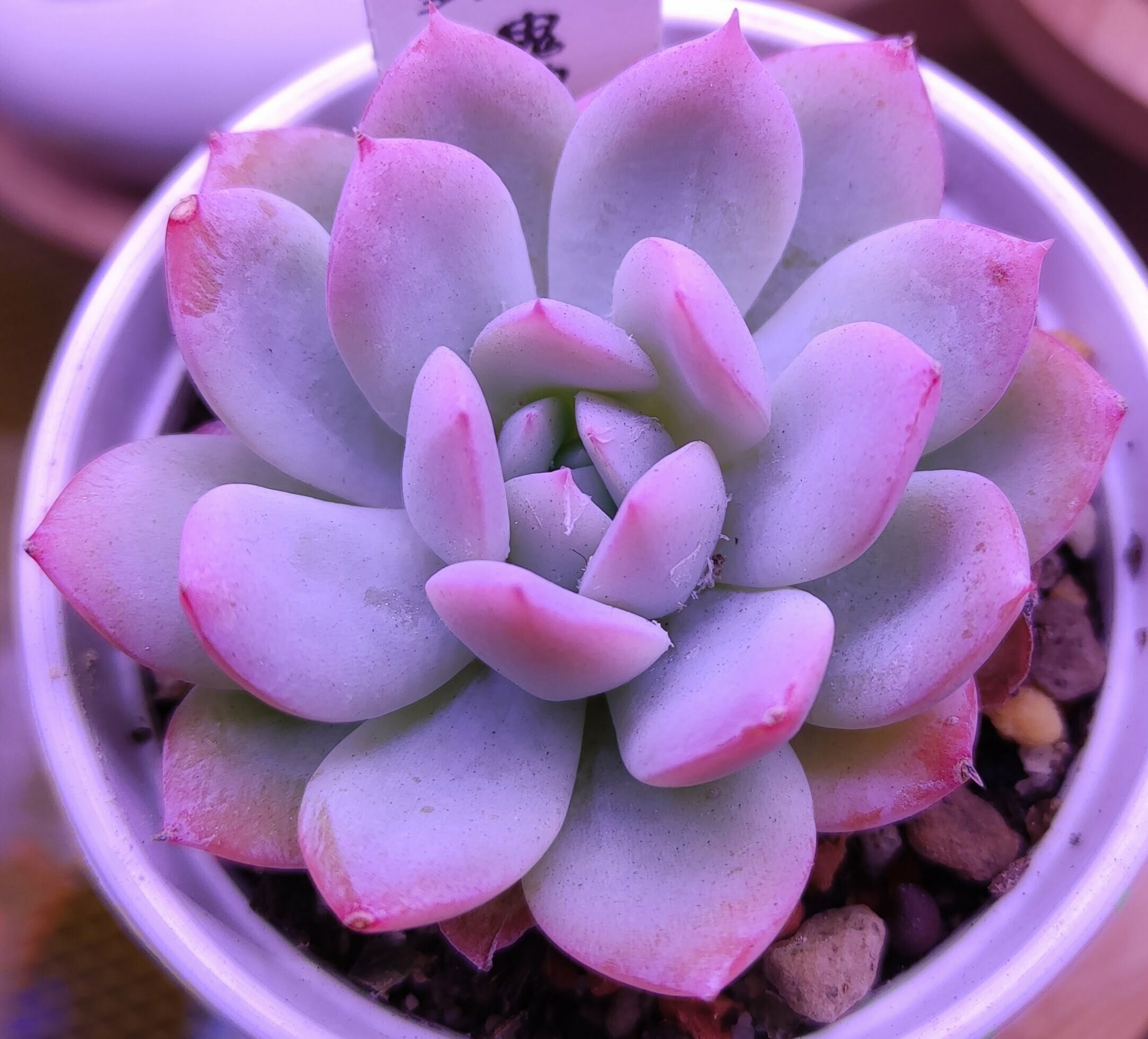 鬼魂莉莉
