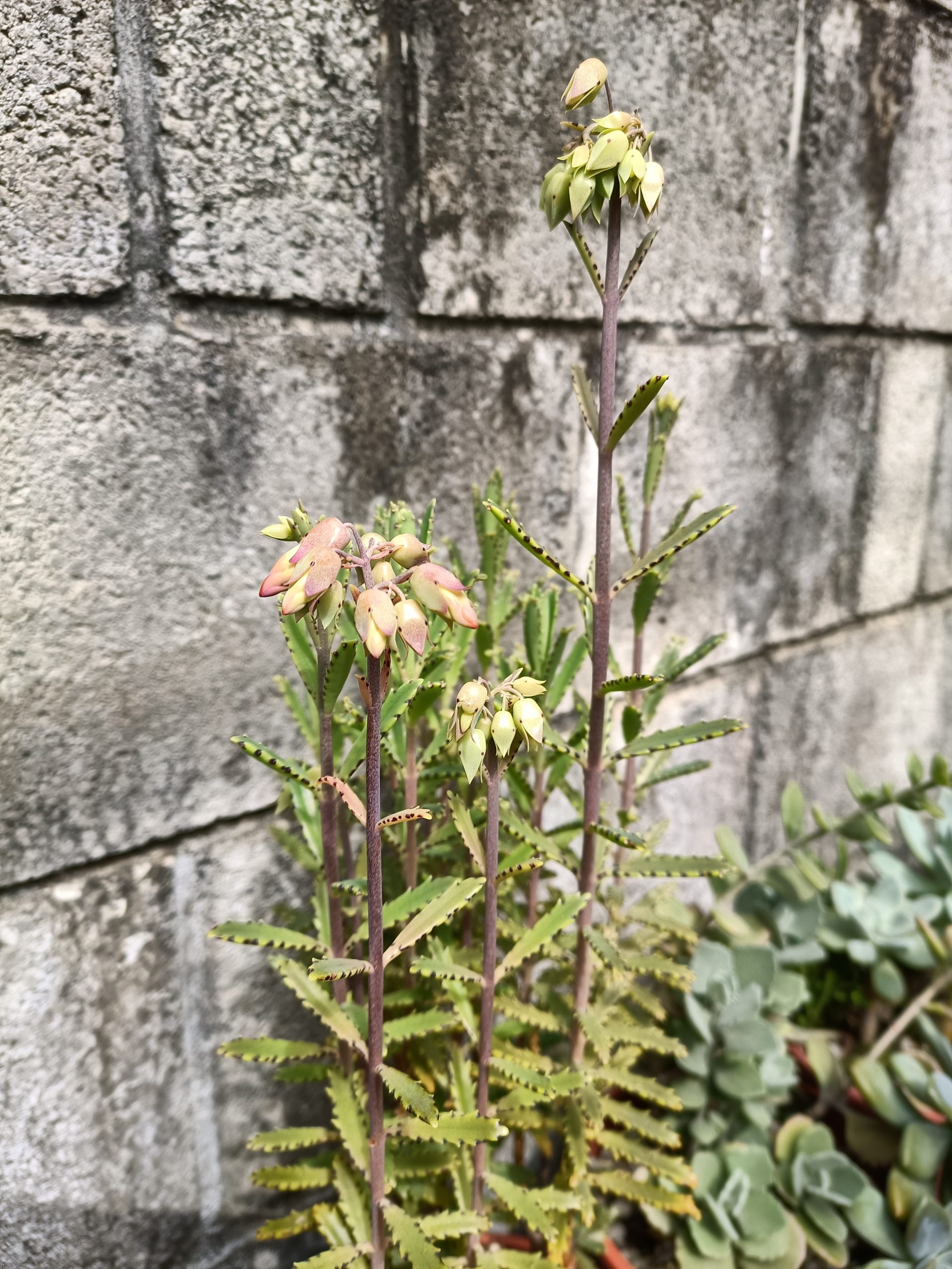 幸來花