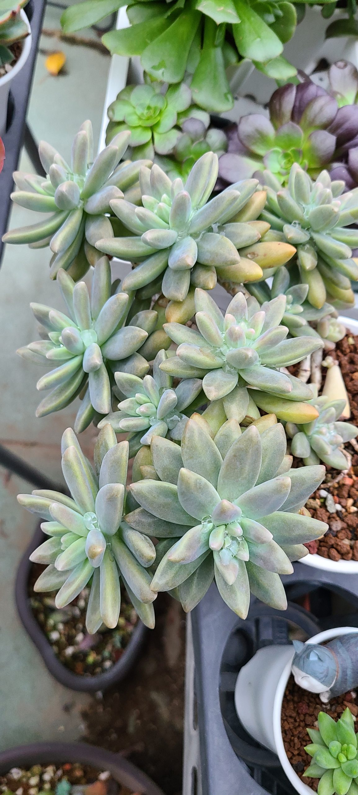秋麗