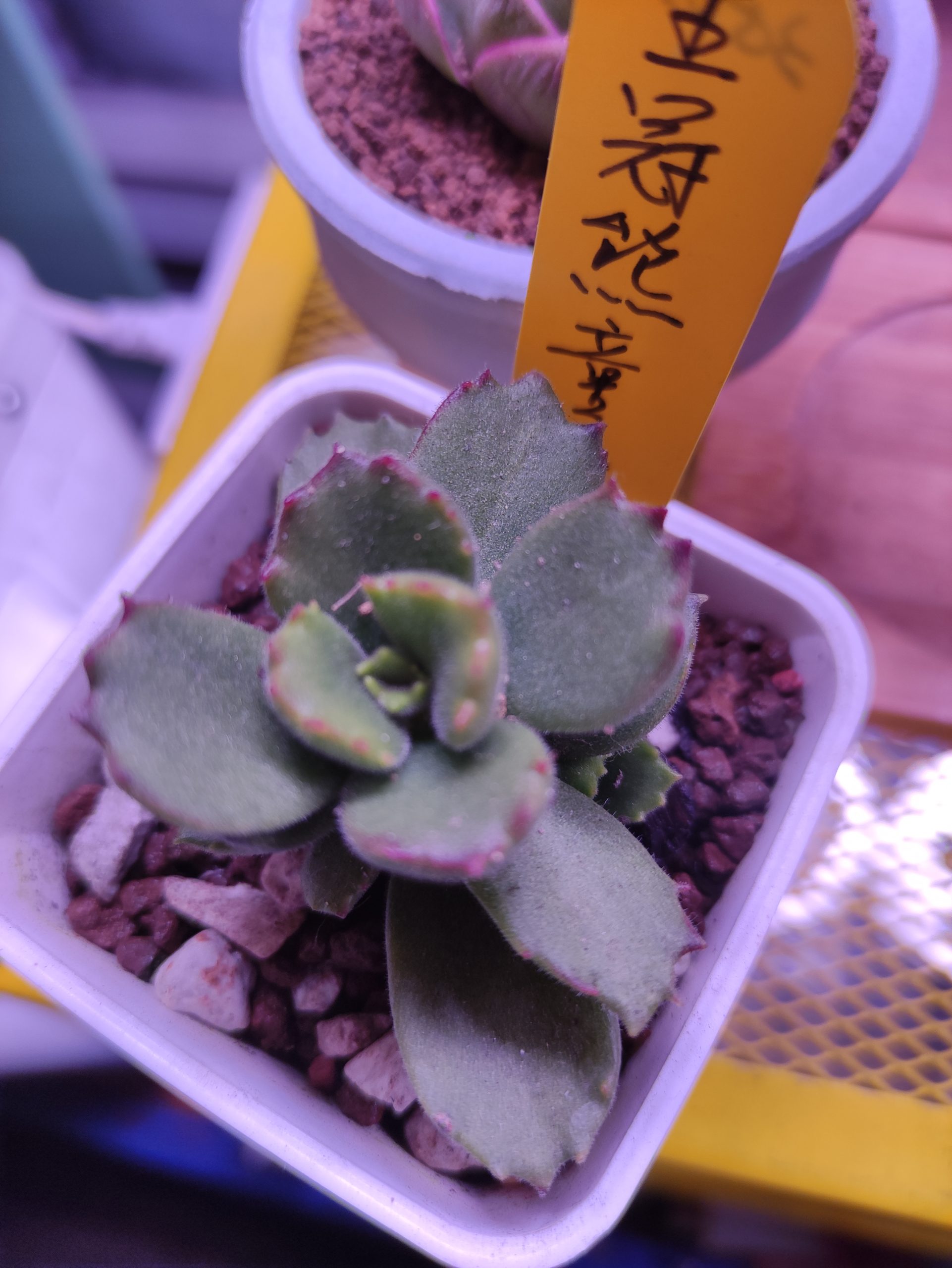 王冠熊童子
