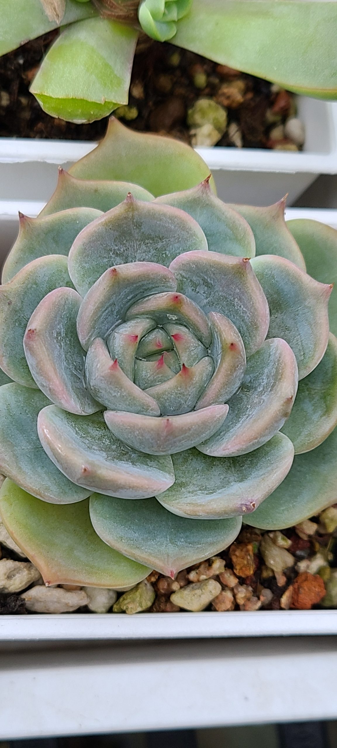 三文魚
