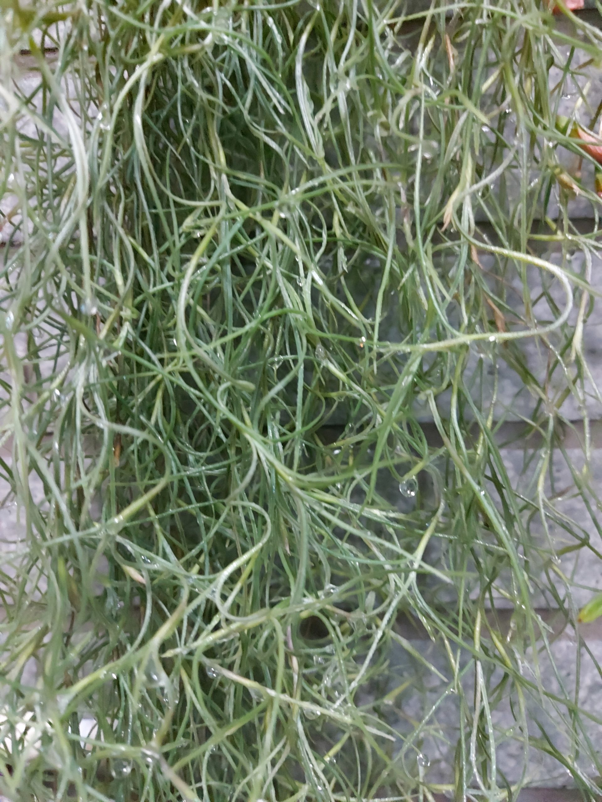 菘蘿