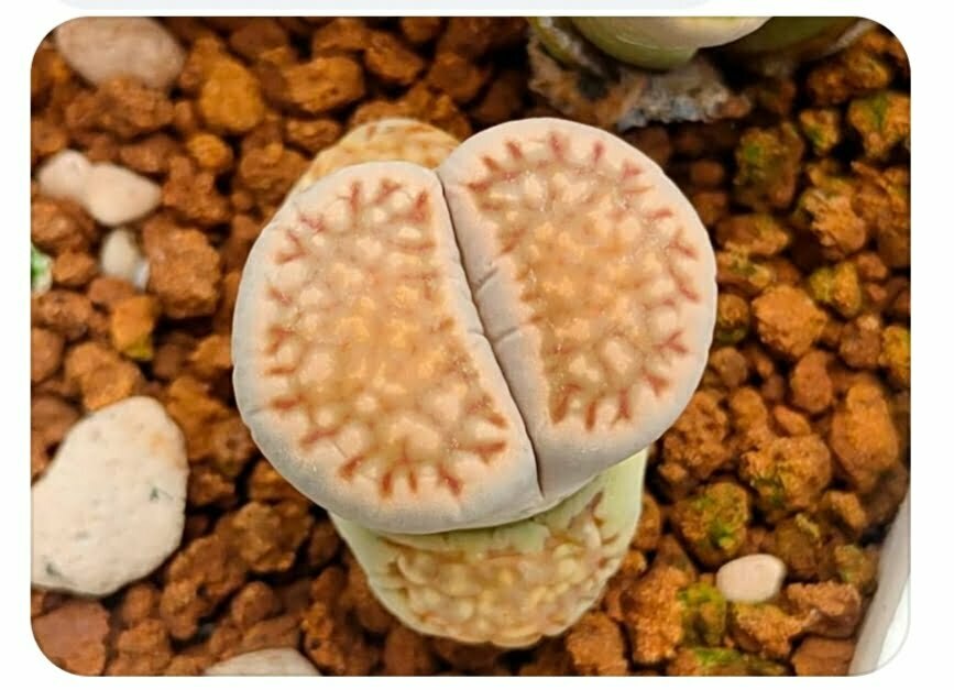 石生花