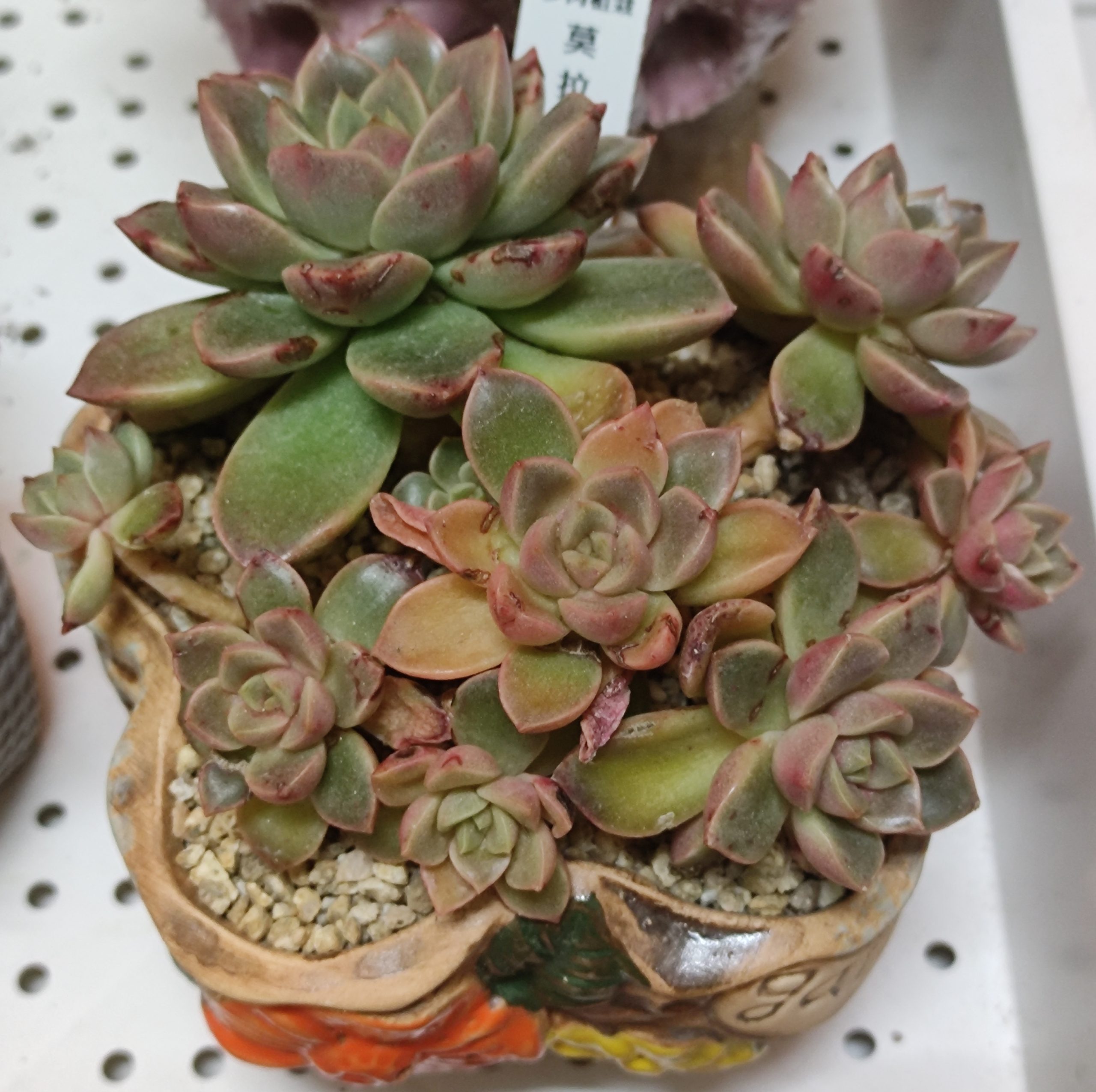 莫拉比