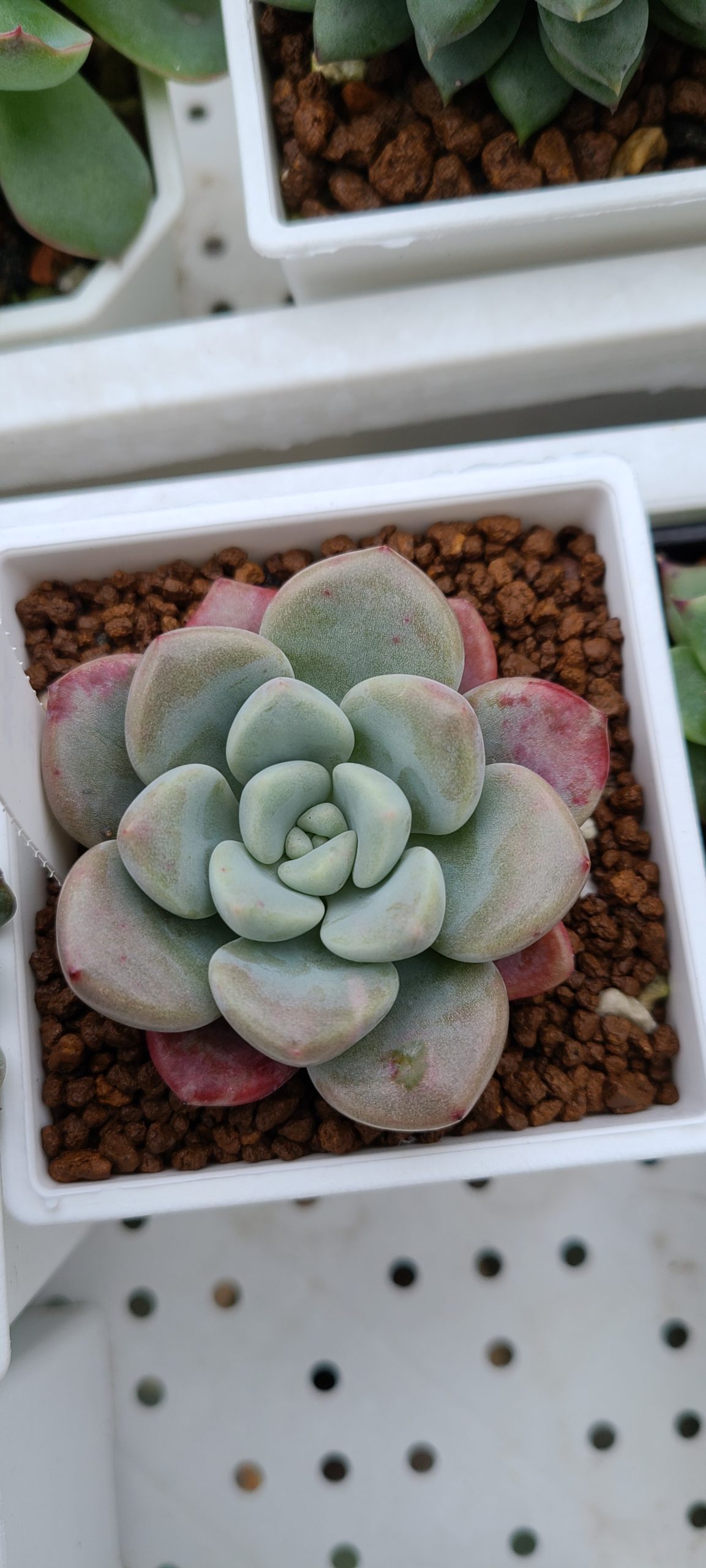 花斑鹿