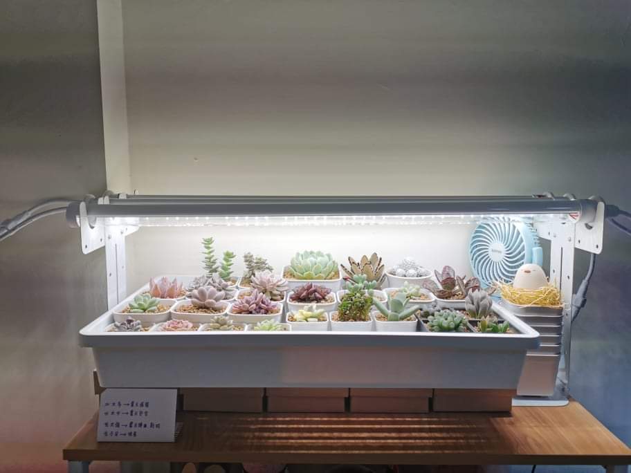 植物燈管