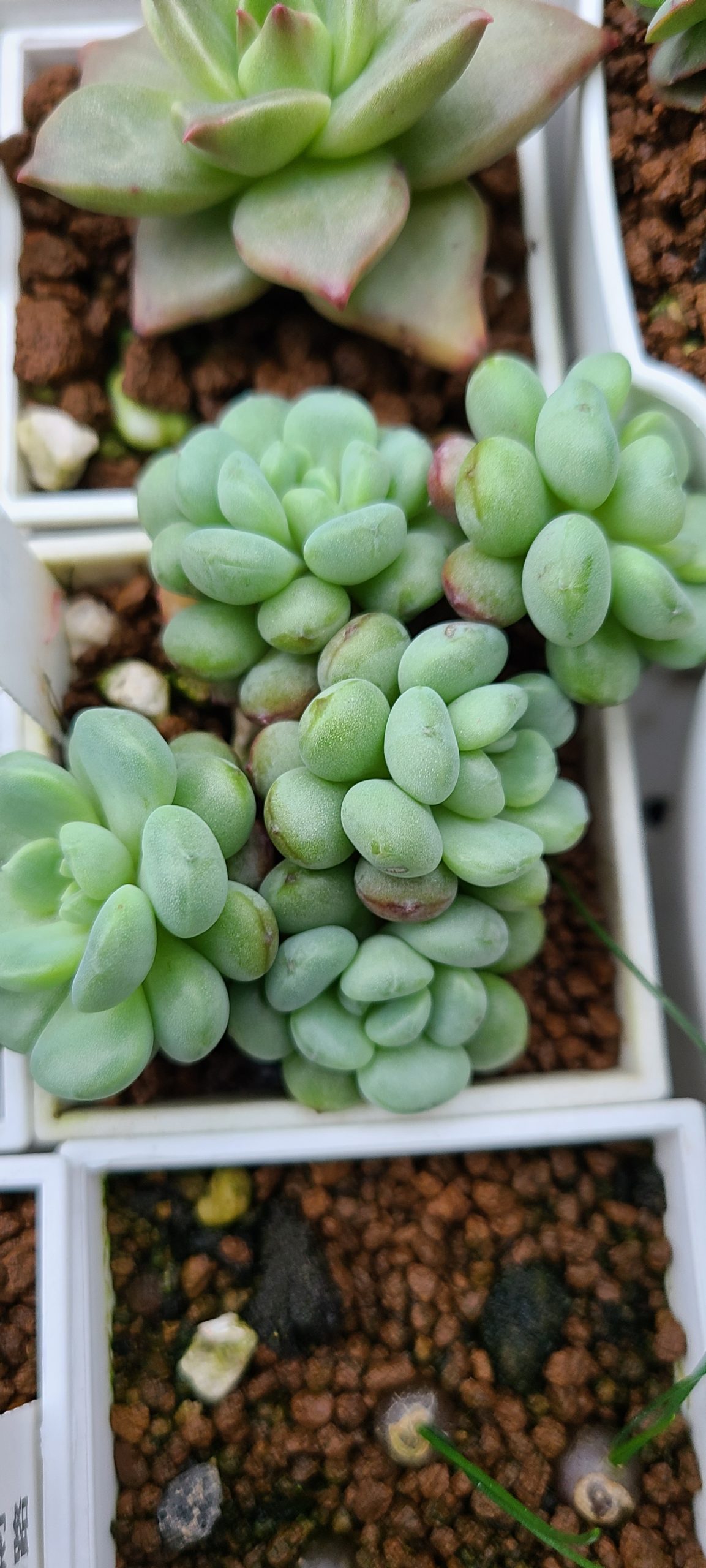 萌豆