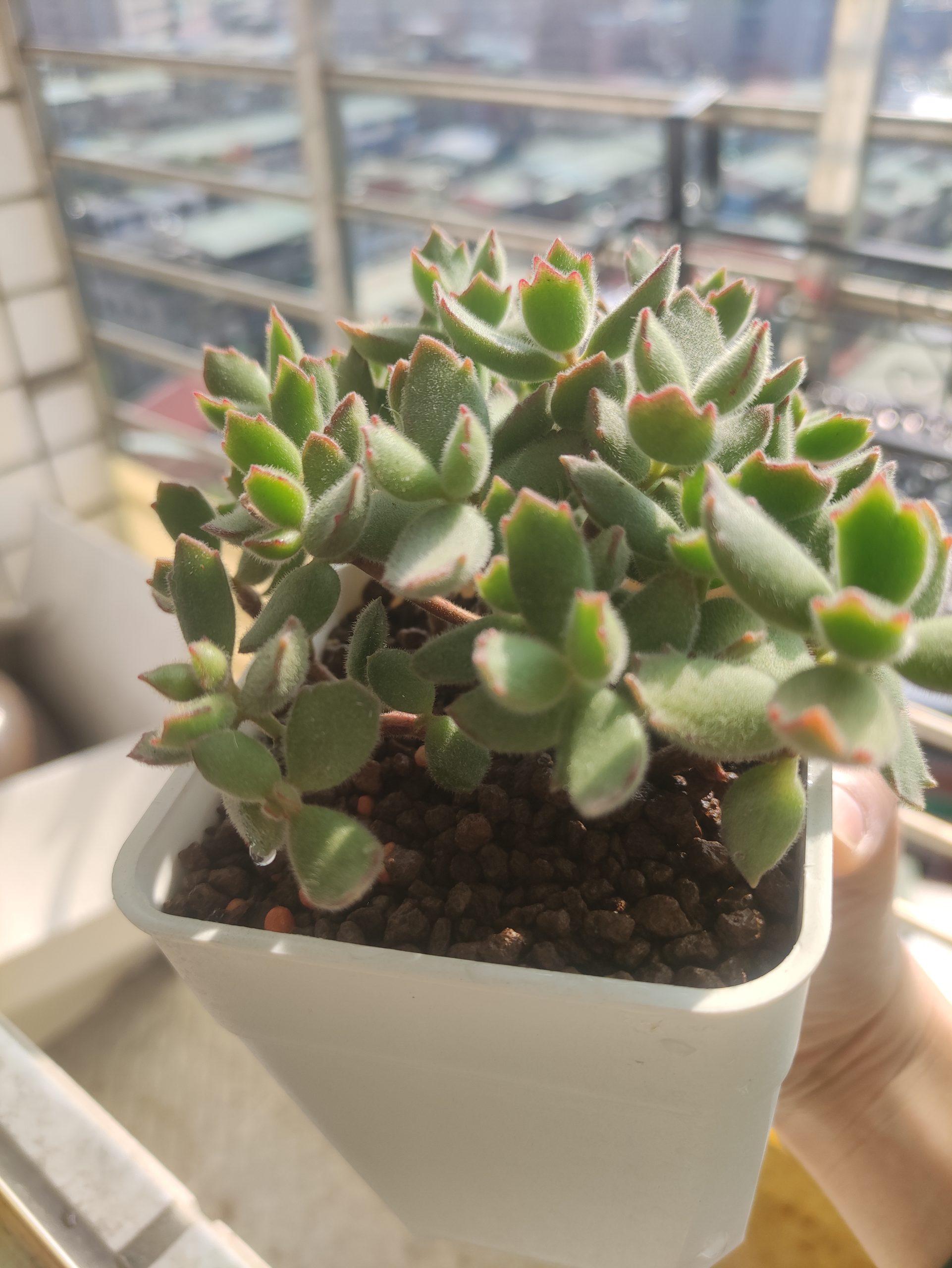 園藝種熊童子