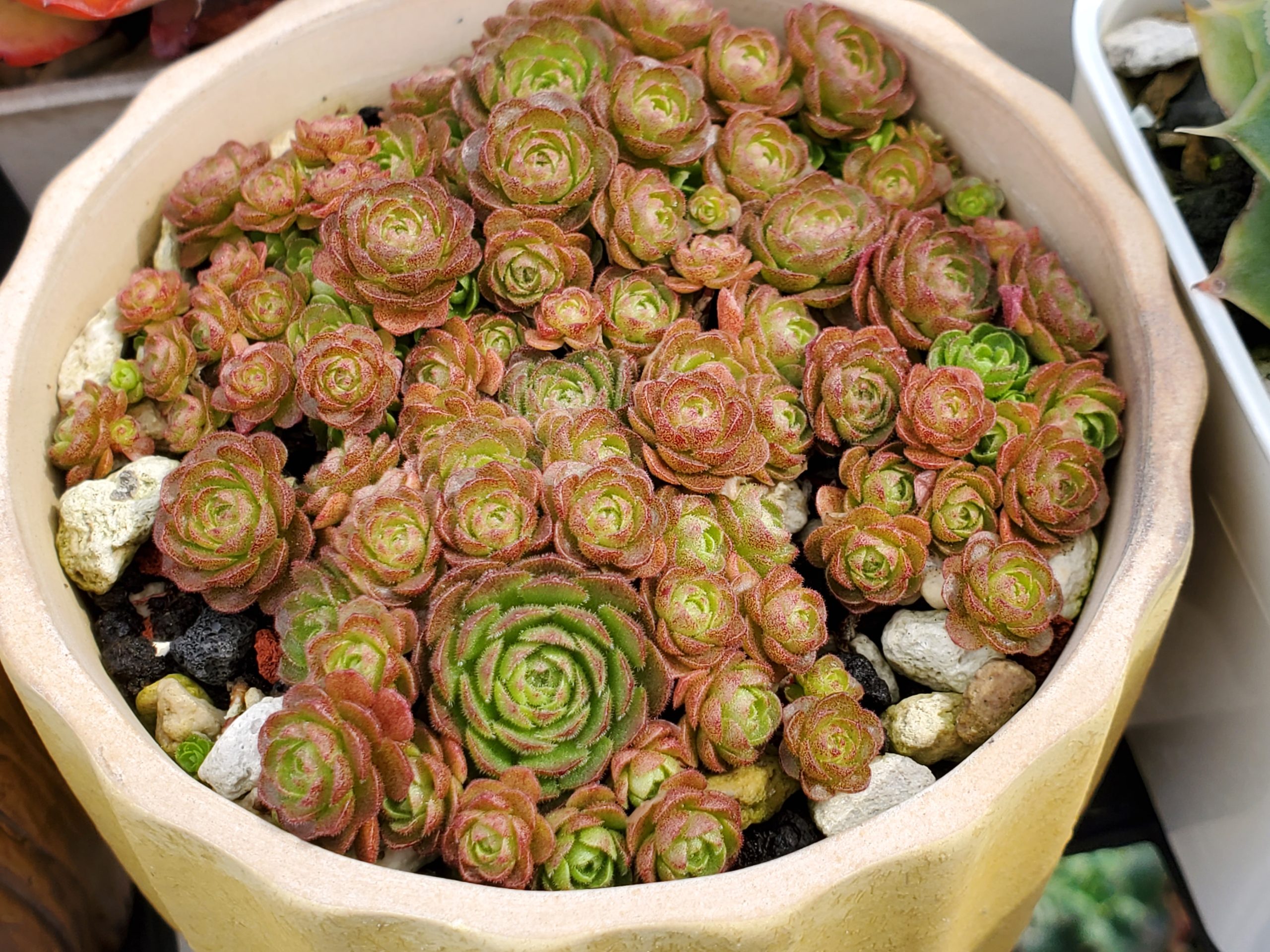 菊瓦蓮