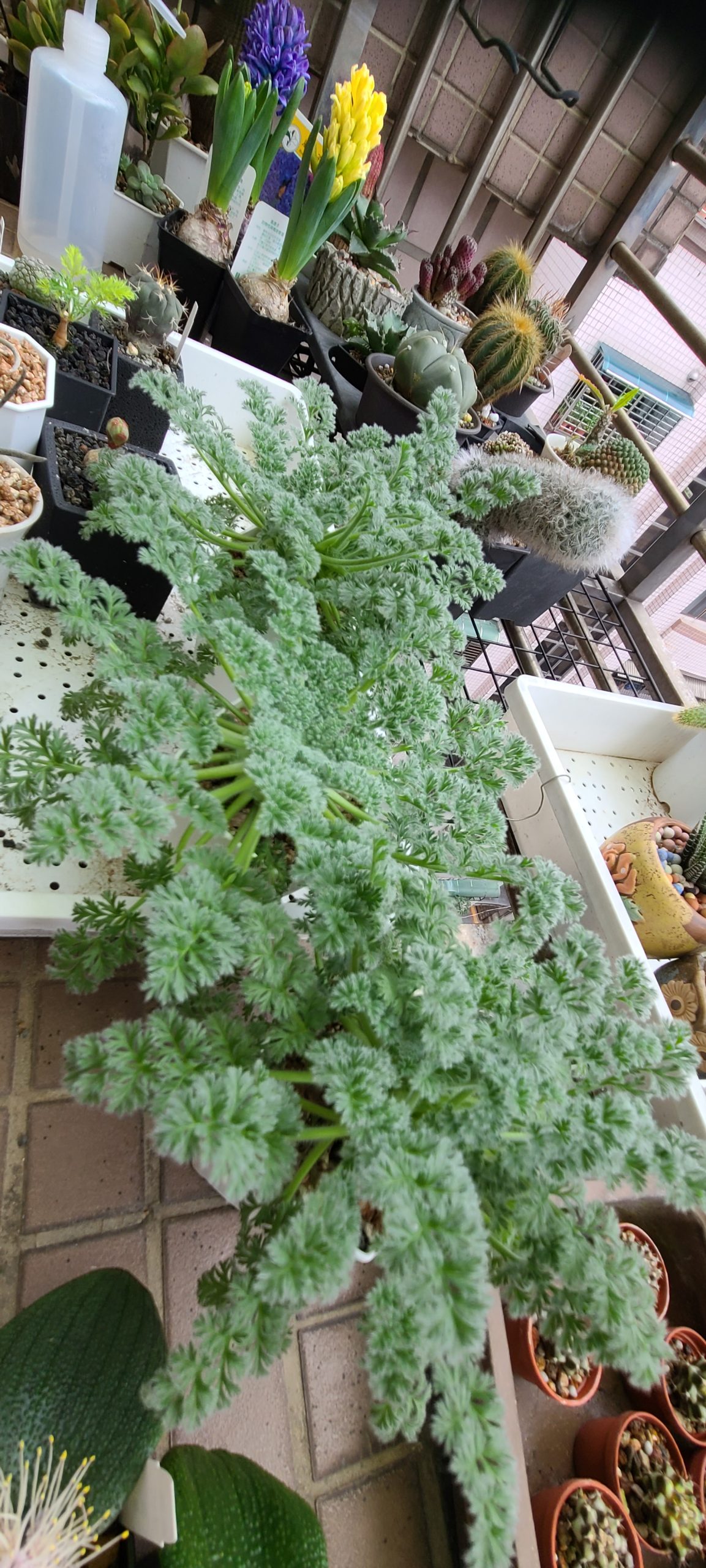 羽葉洋葵