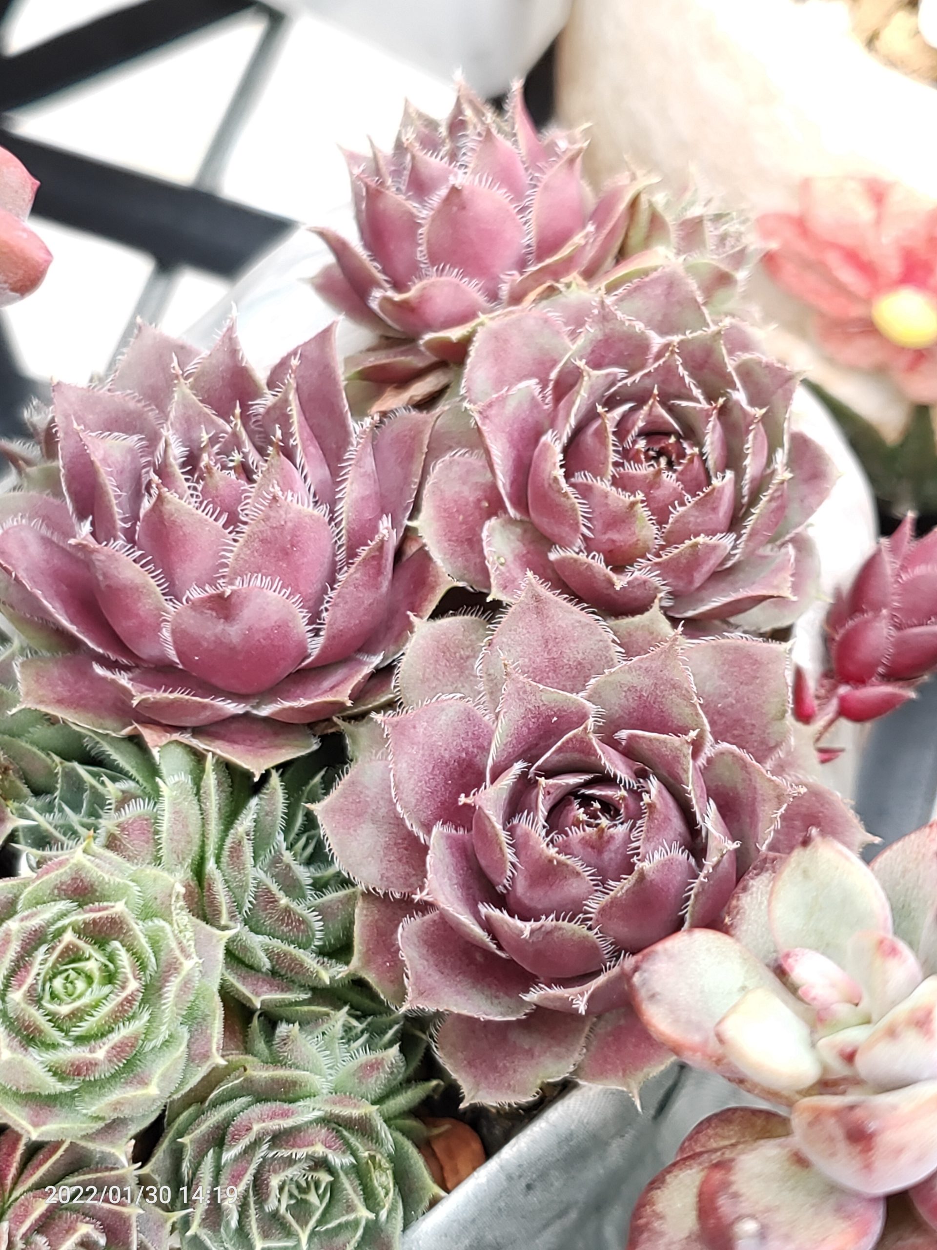 紅魯賓卷絹