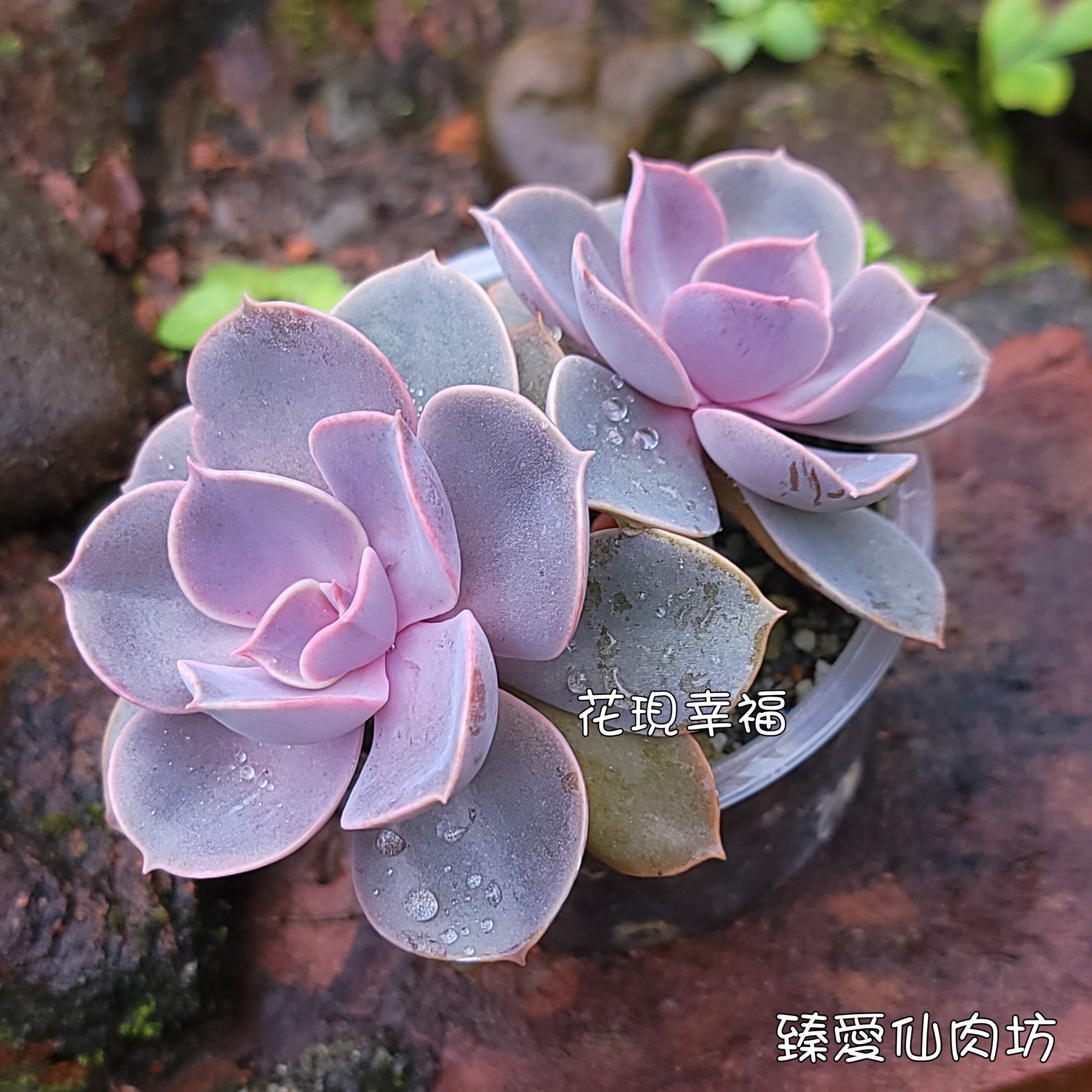 紐倫堡珍珠【紫珍珠】