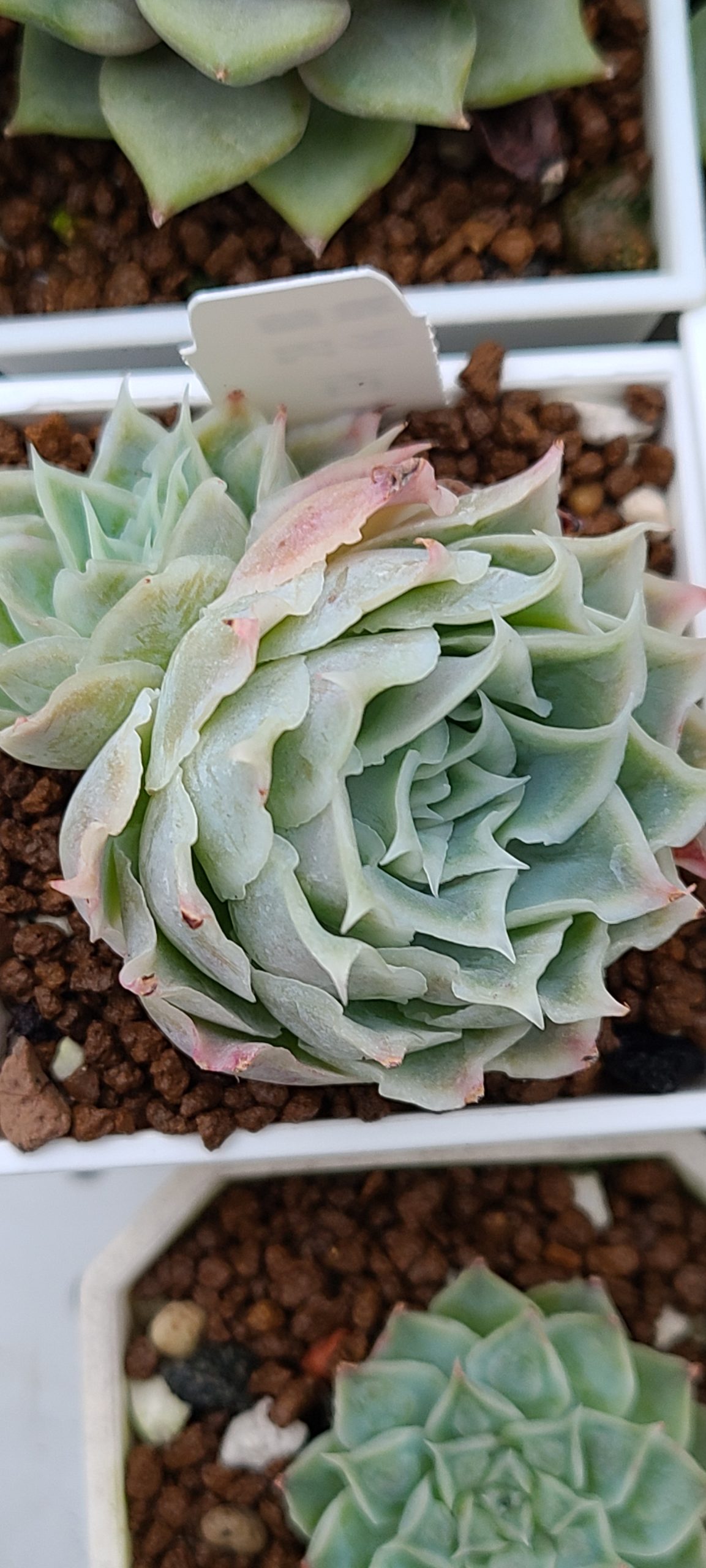 百摺裙