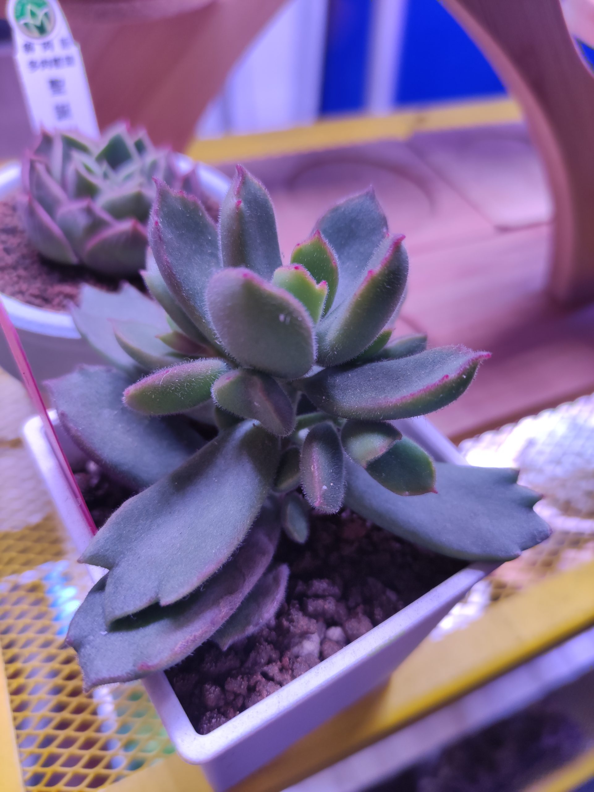 楓葉熊童子