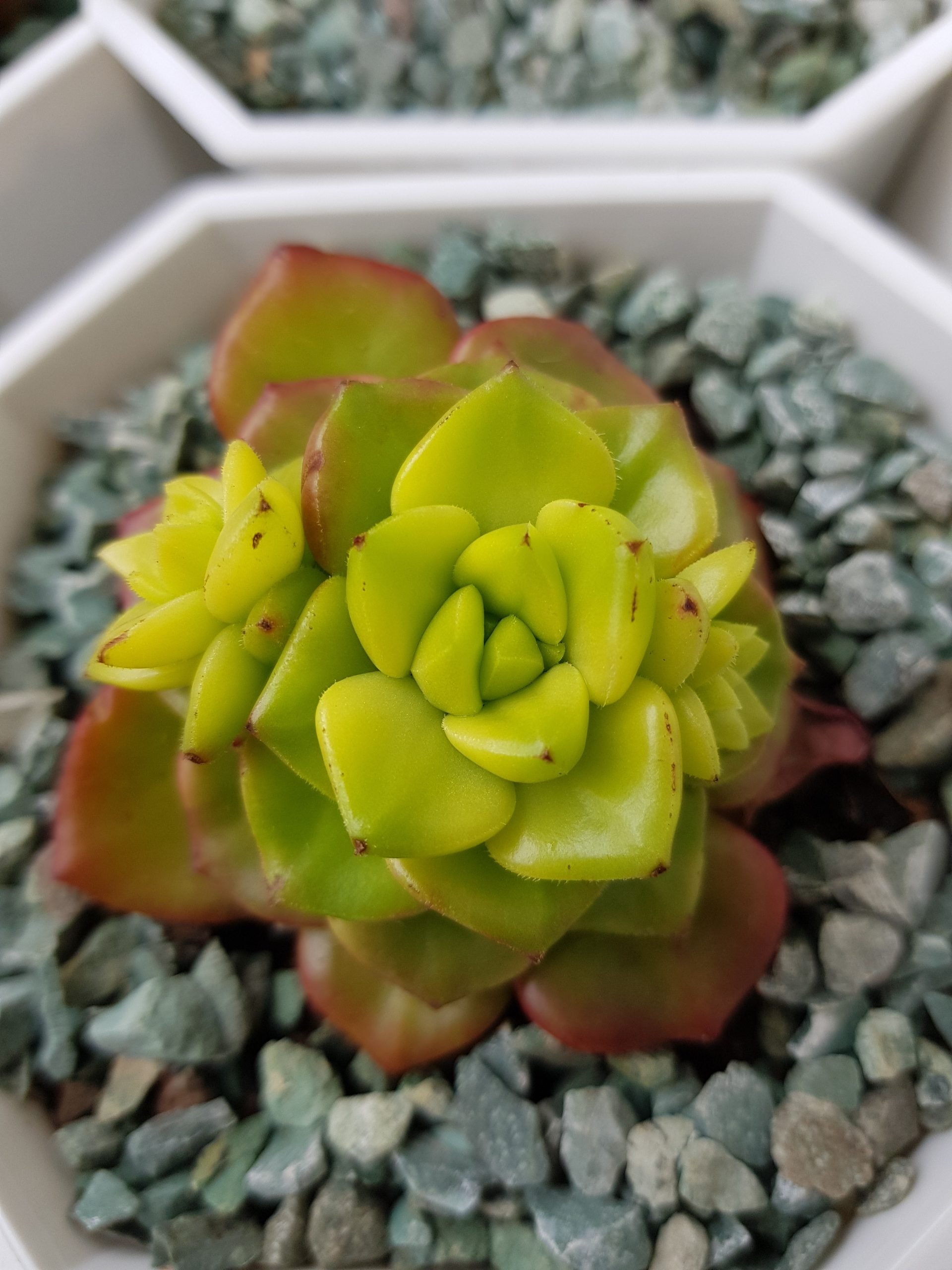 綠焰