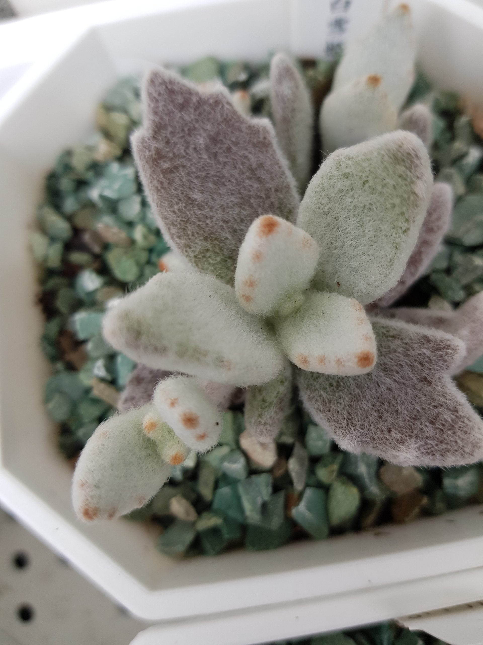 白雪姬