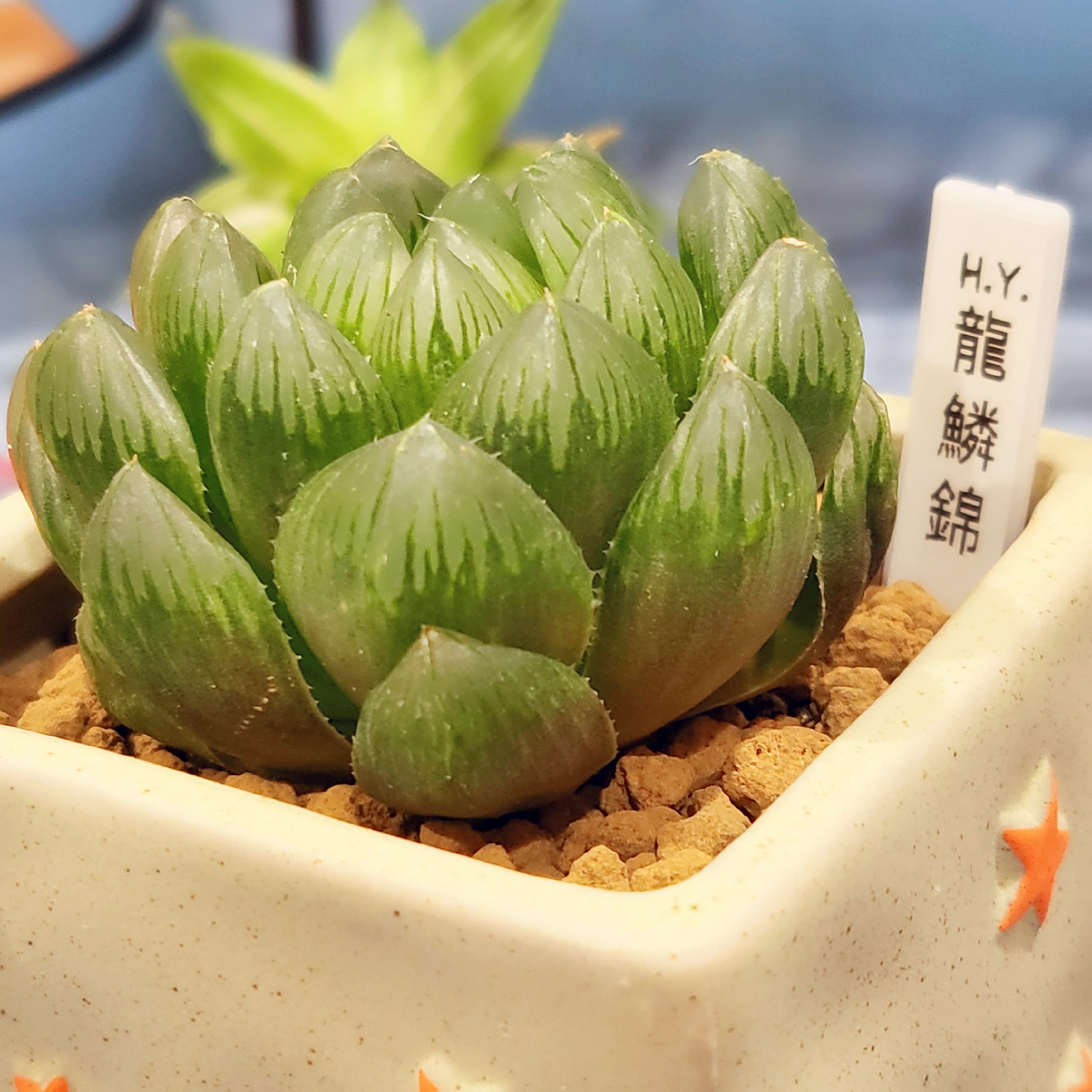 龍鱗錦