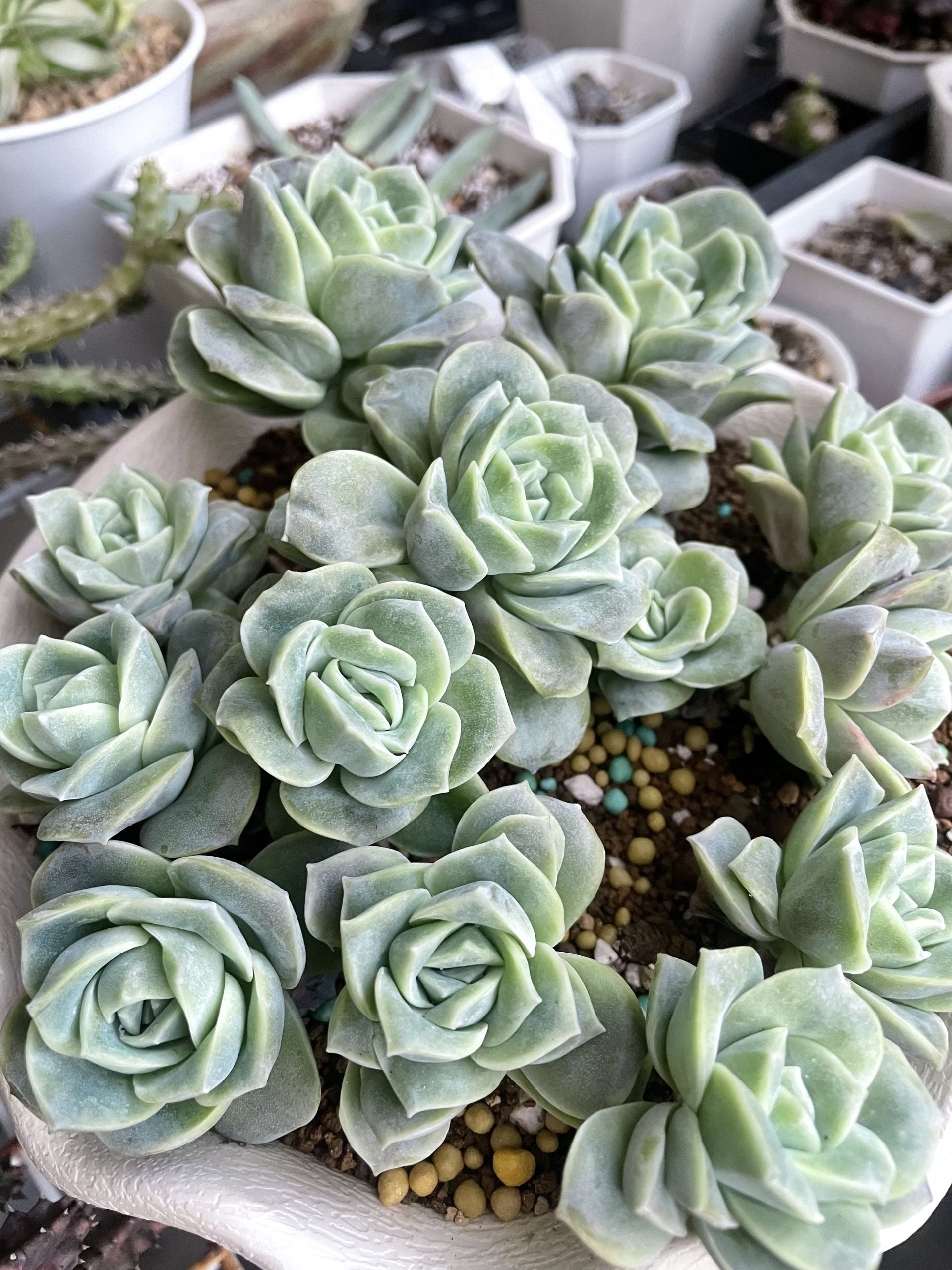 可愛玫瑰