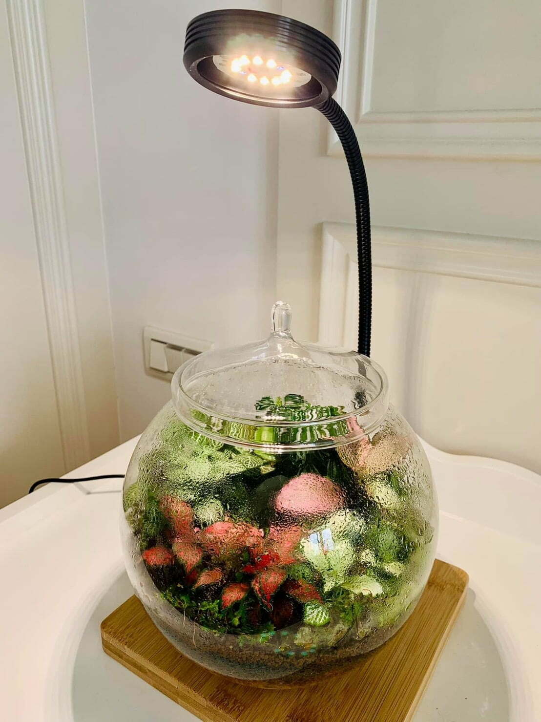 紅狐7瓦led植物燈