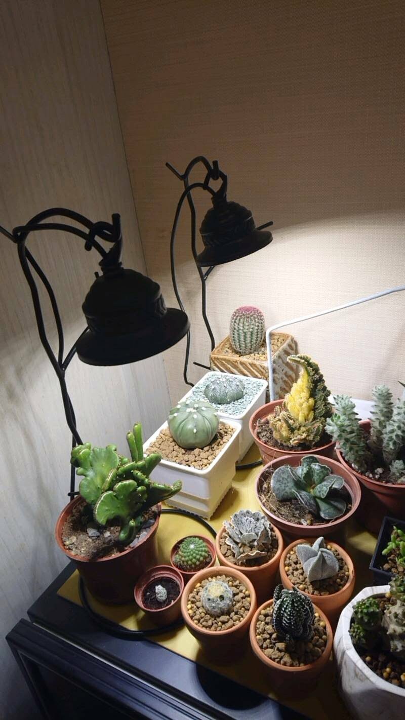 紅狐led鈴鐺型植物燈