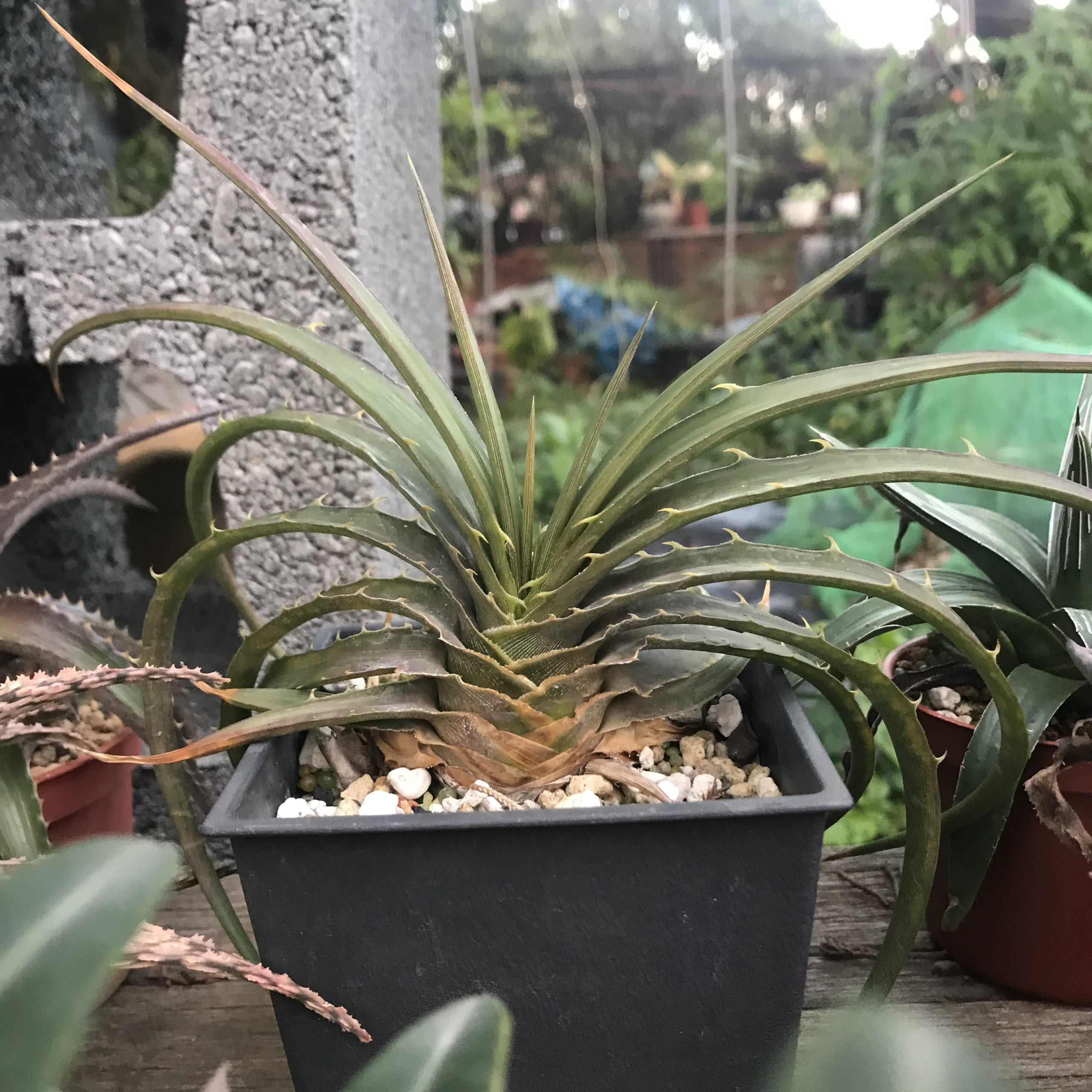 對生沙漠鳳梨
