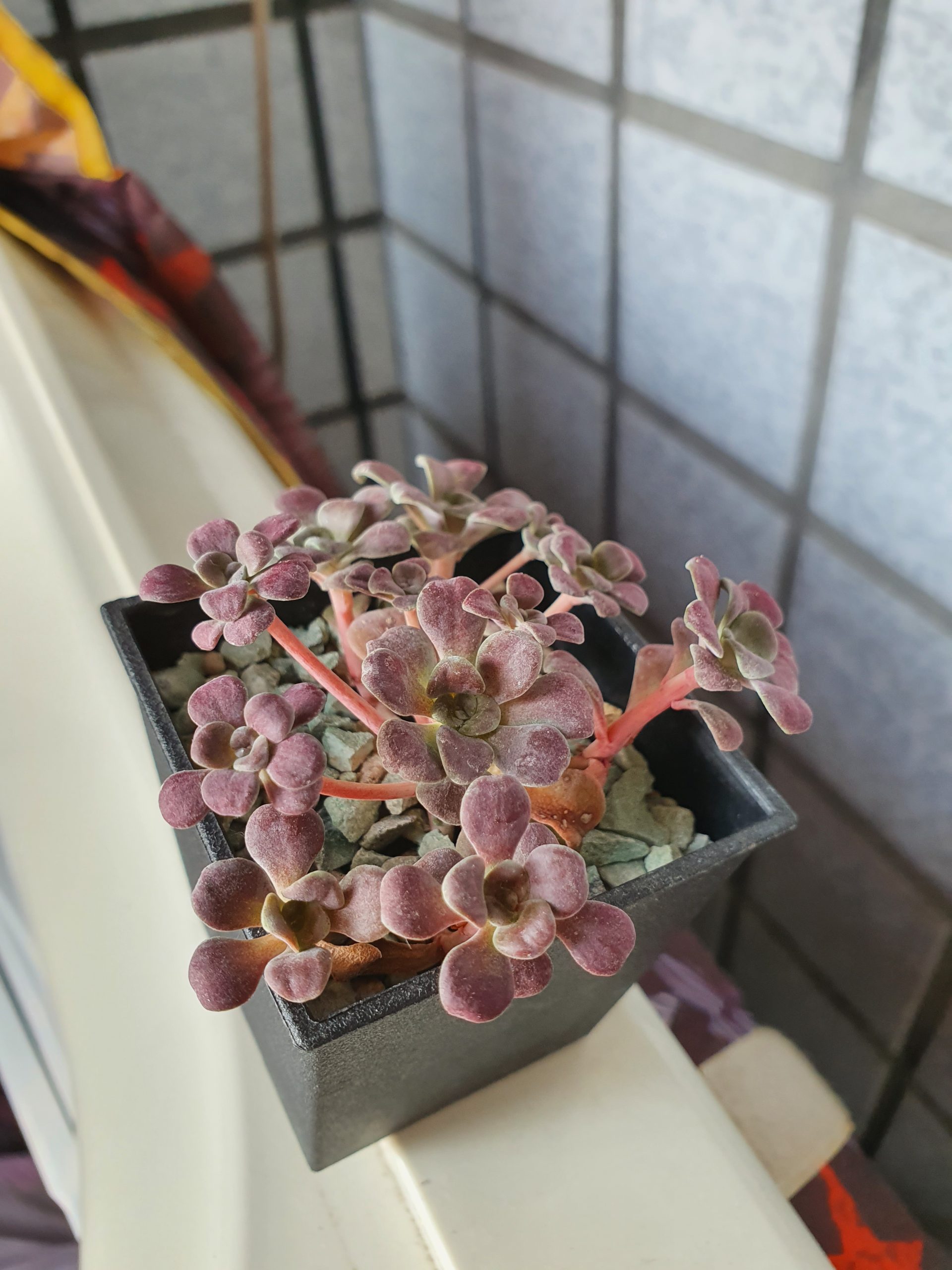 紅霜